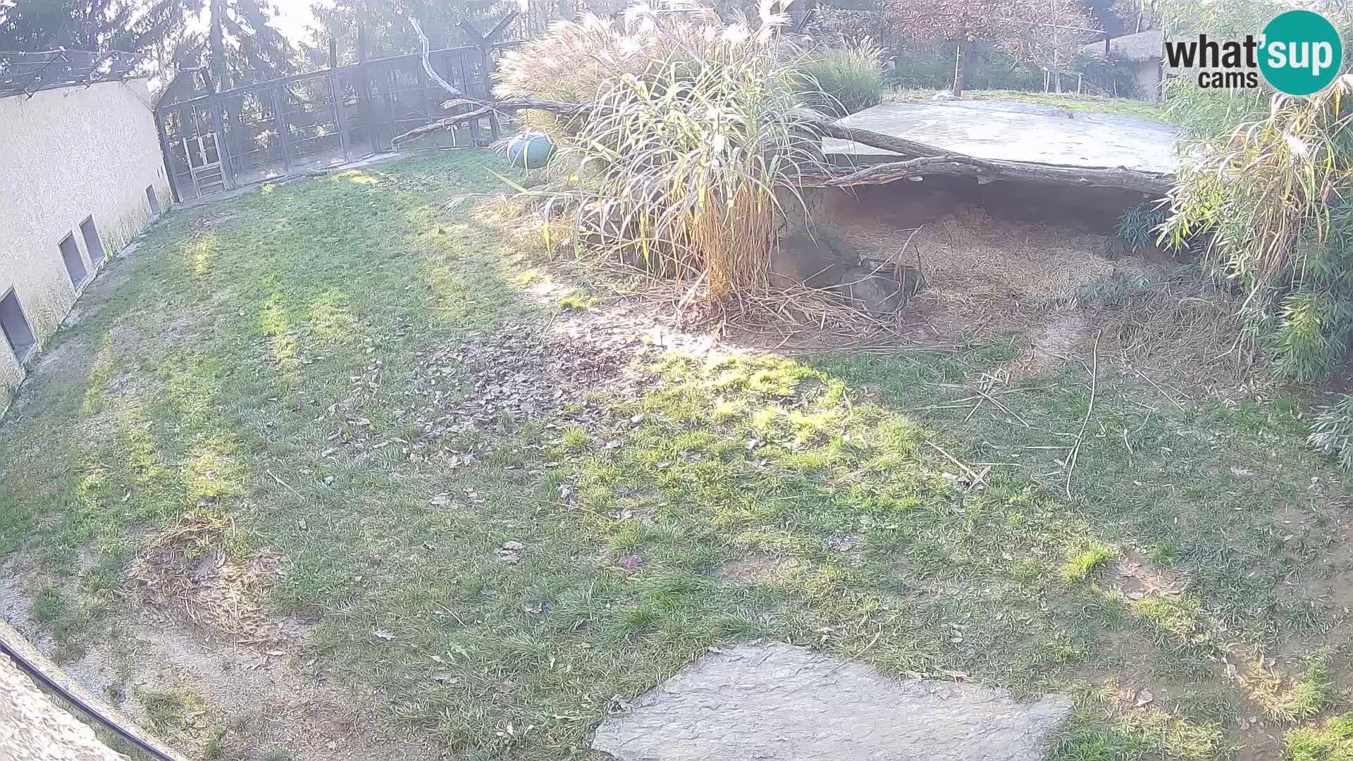 LION live Webcam in Ljubljana Zoo – Slovenia