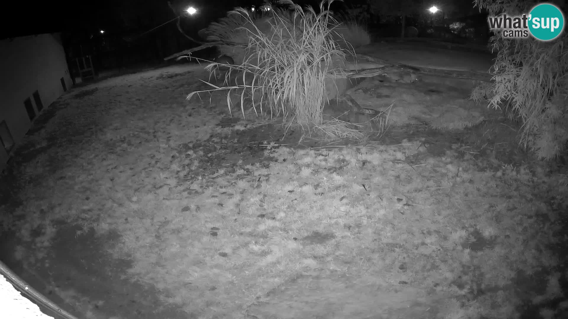 LION live Webcam in Ljubljana Zoo – Slovenia