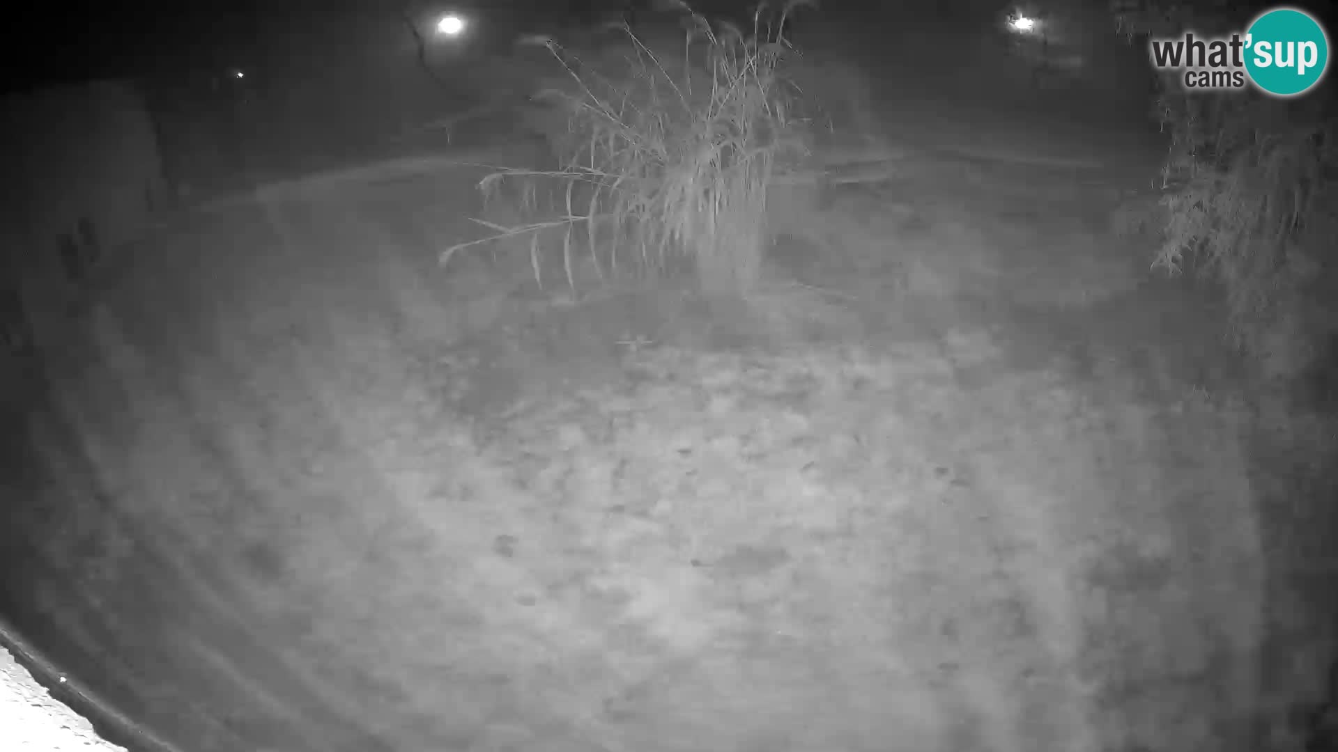 LEONE live Webcam nello zoo di Lubiana – Slovenia