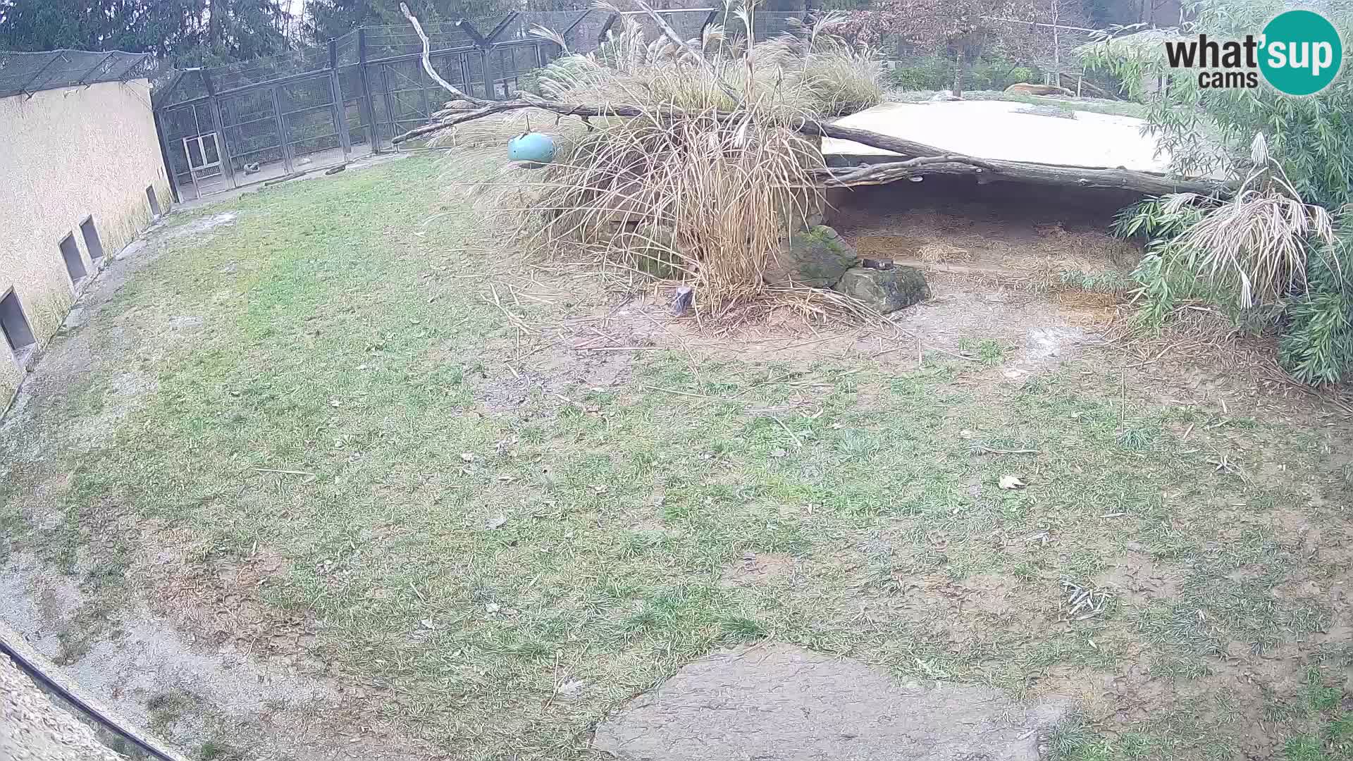 LION live Webcam in Ljubljana Zoo – Slovenia