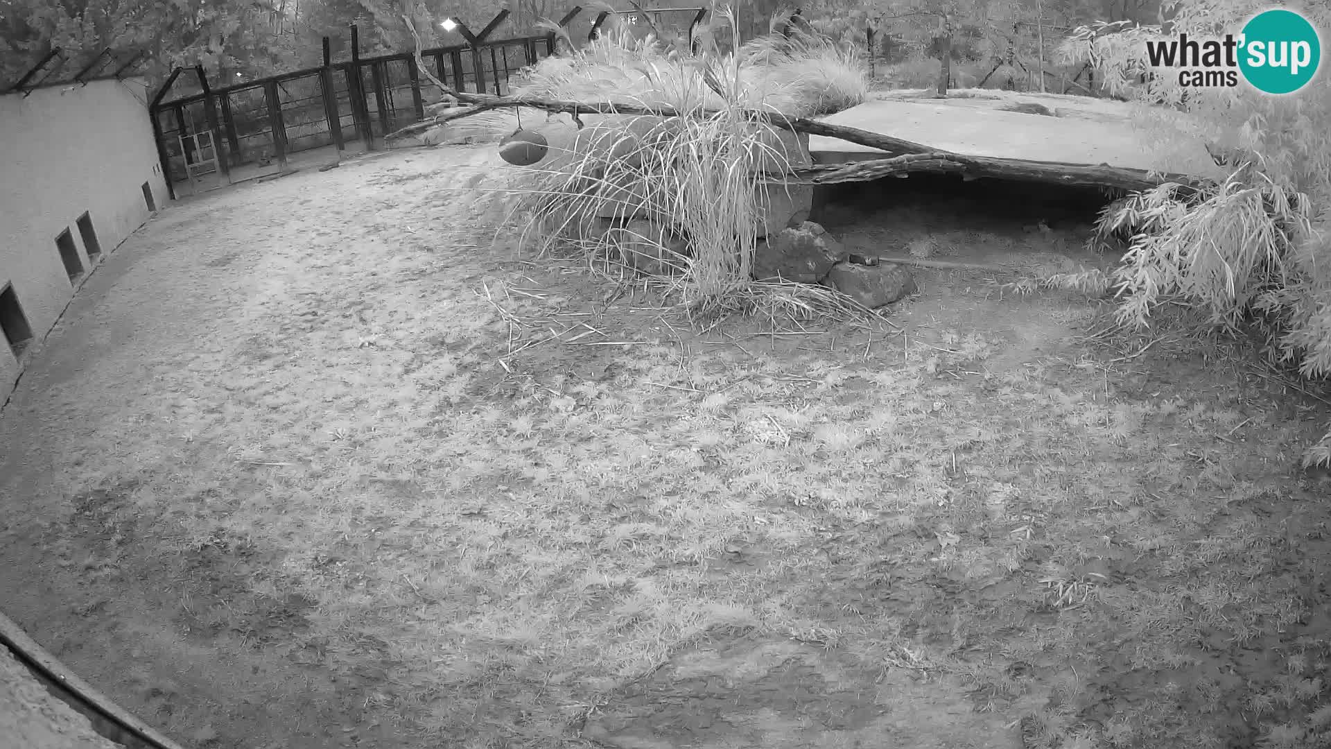 LEVI spletna kamera v živalskem vrtu Ljubljana Zoo