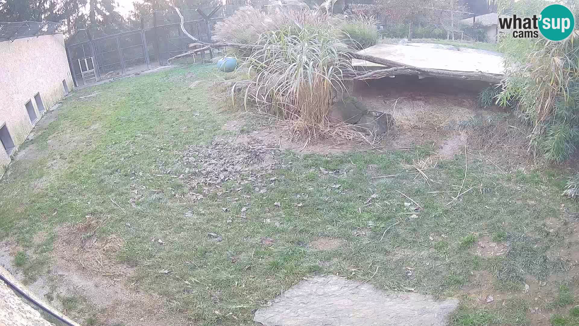 Lavovi web kamera uživo u ljubljanskom zoološkom vrtu – Slovenija