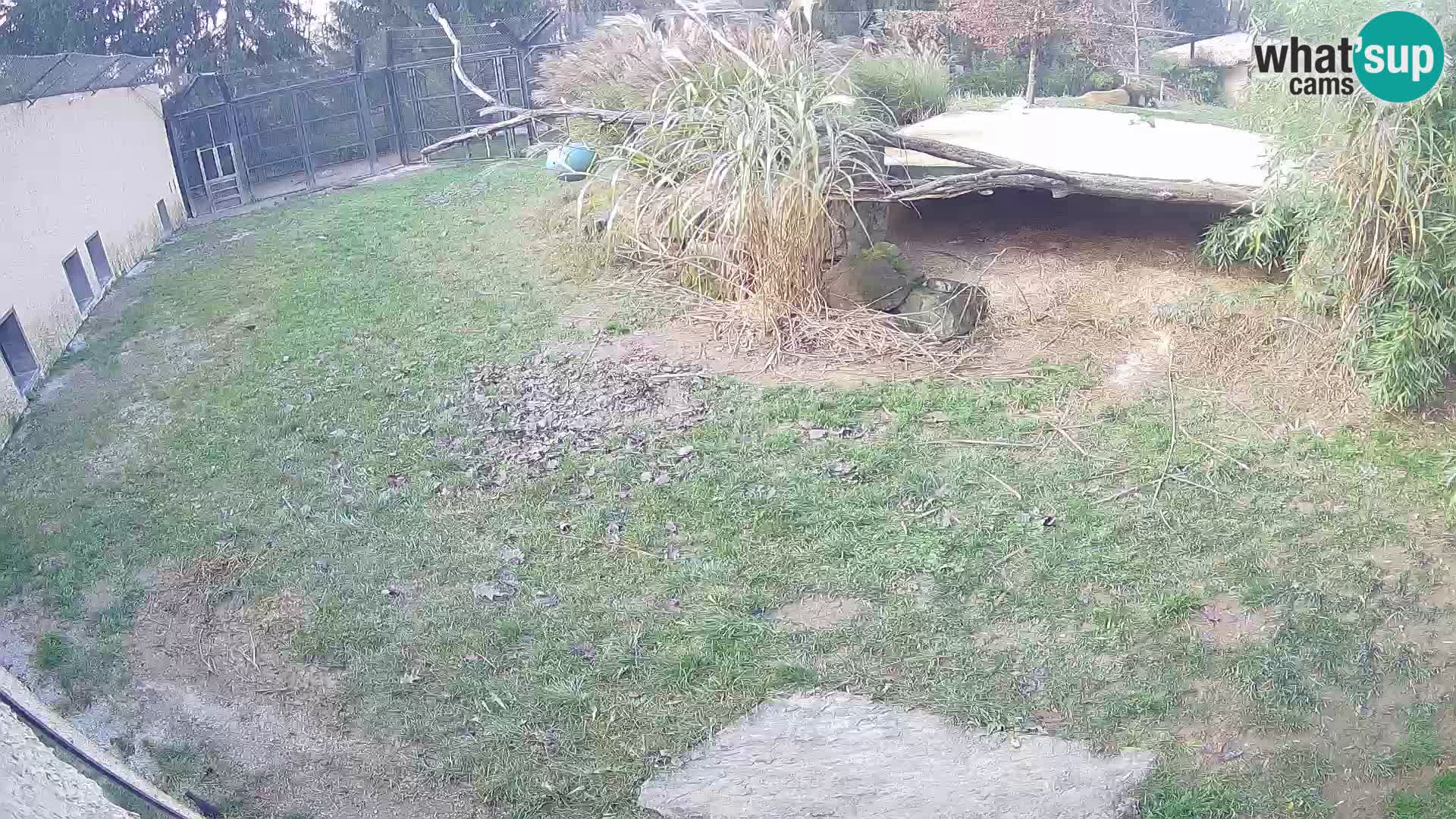 Lavovi web kamera uživo u ljubljanskom zoološkom vrtu – Slovenija