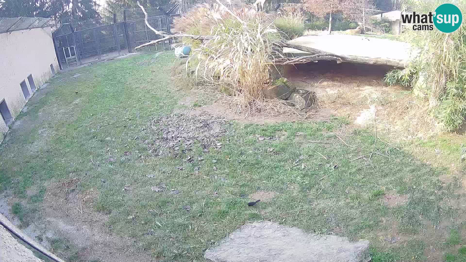Lavovi web kamera uživo u ljubljanskom zoološkom vrtu – Slovenija