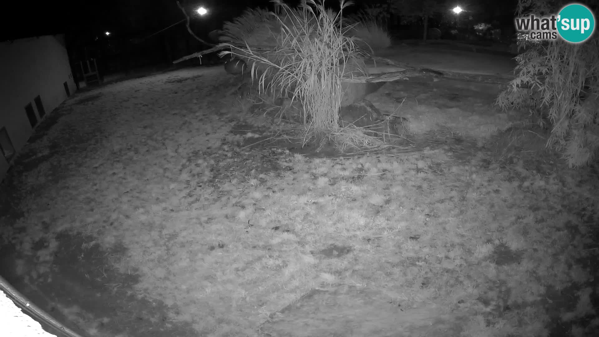 LION live Webcam in Ljubljana Zoo – Slovenia