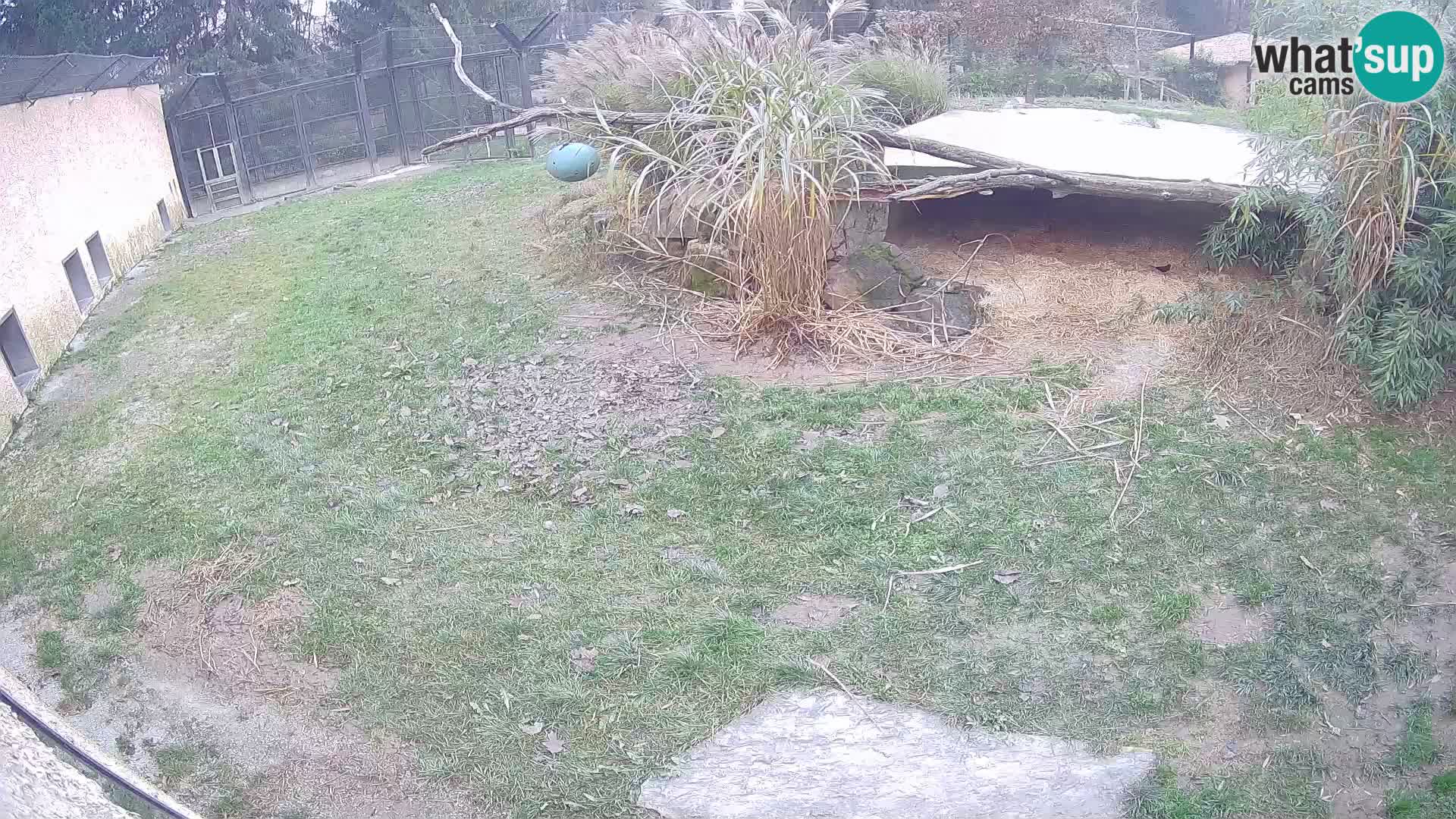 LION live Webcam in Ljubljana Zoo – Slovenia