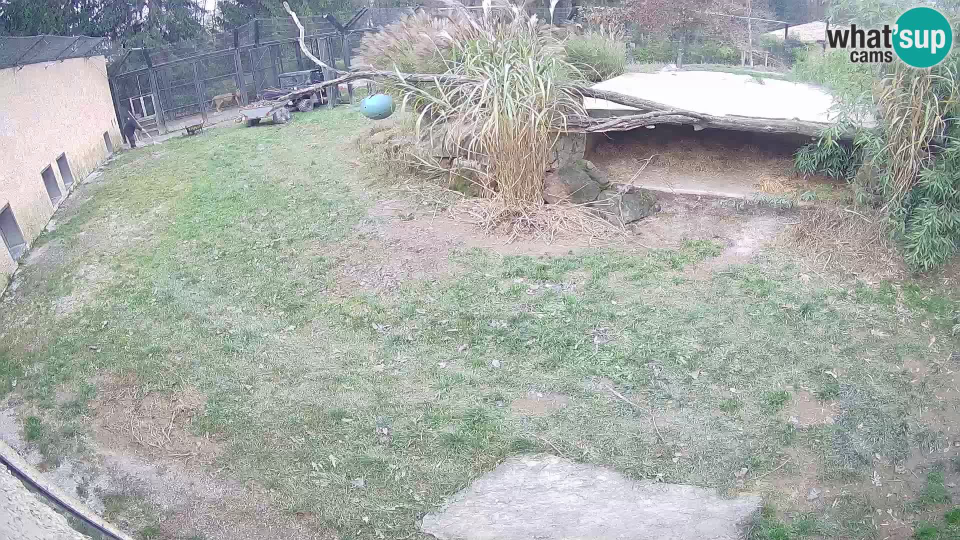 LEON Webcam en vivo en Ljubljana Zoo – Eslovenia