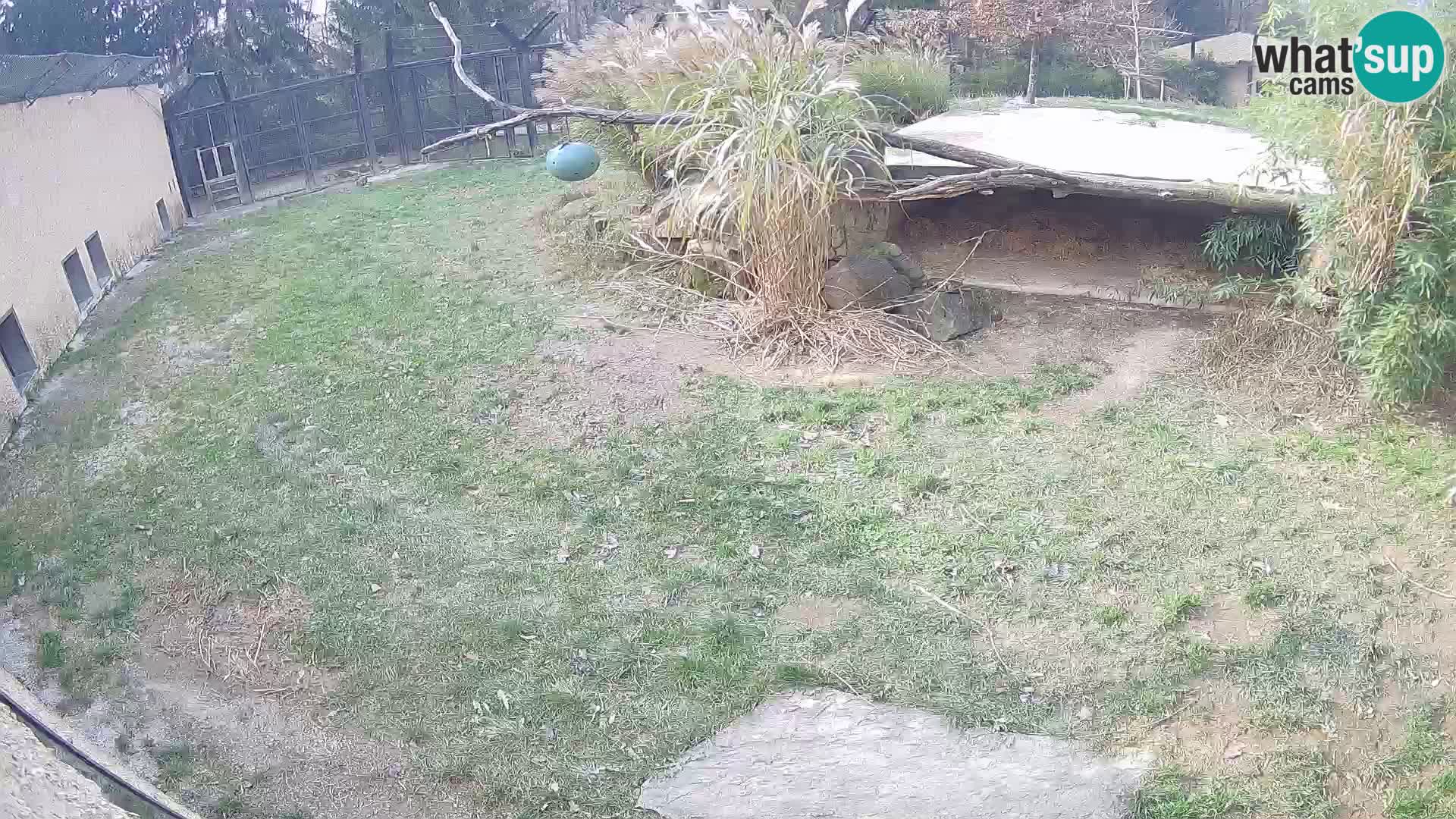 Lavovi web kamera uživo u ljubljanskom zoološkom vrtu – Slovenija