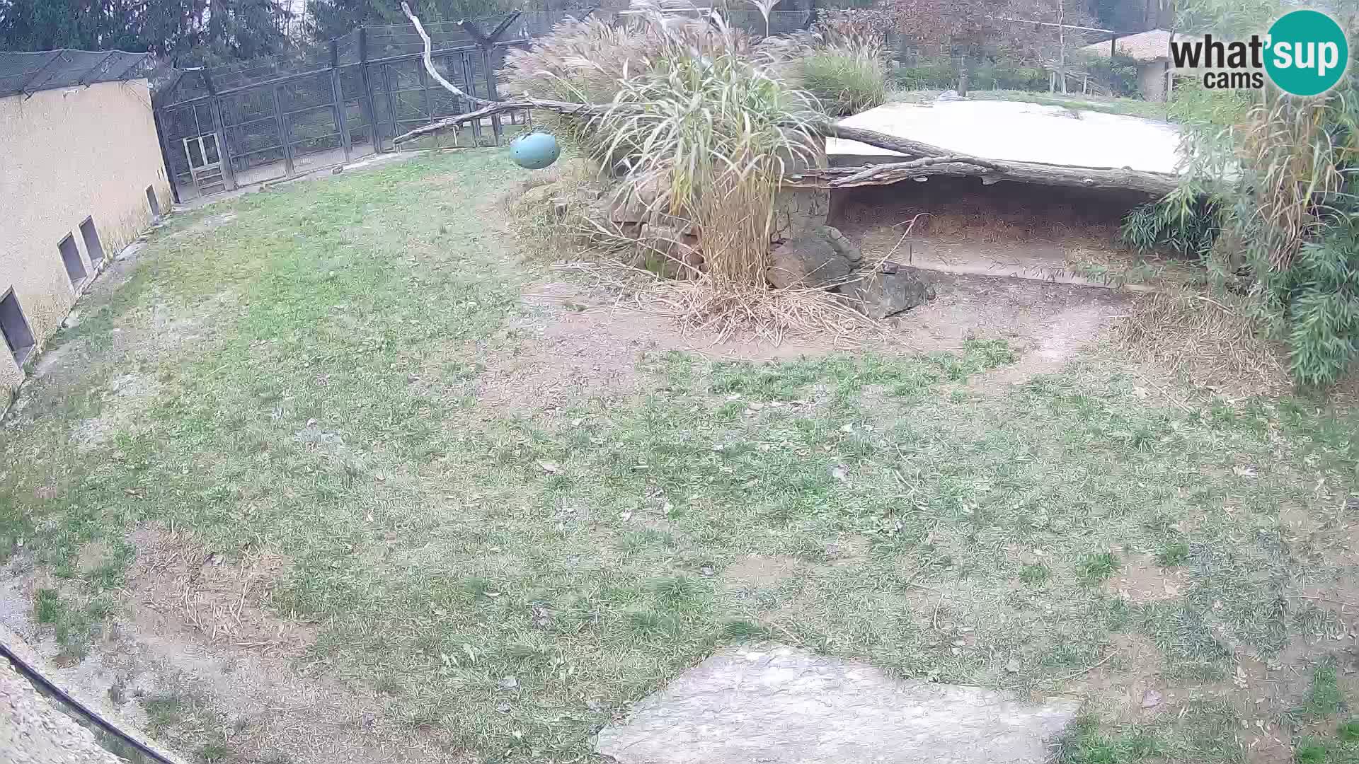 Lavovi web kamera uživo u ljubljanskom zoološkom vrtu – Slovenija