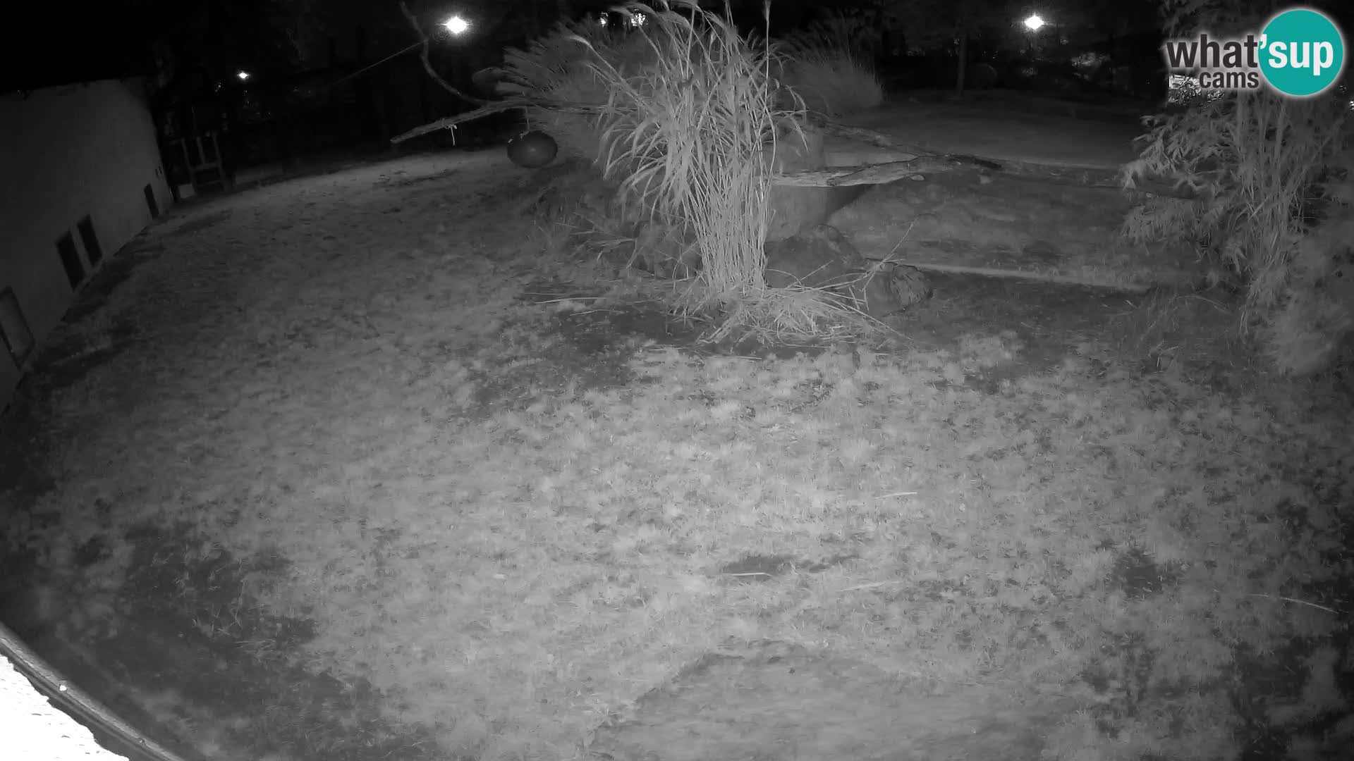 Löwe live Webcam im Zoo von Ljubljana – Slowenien