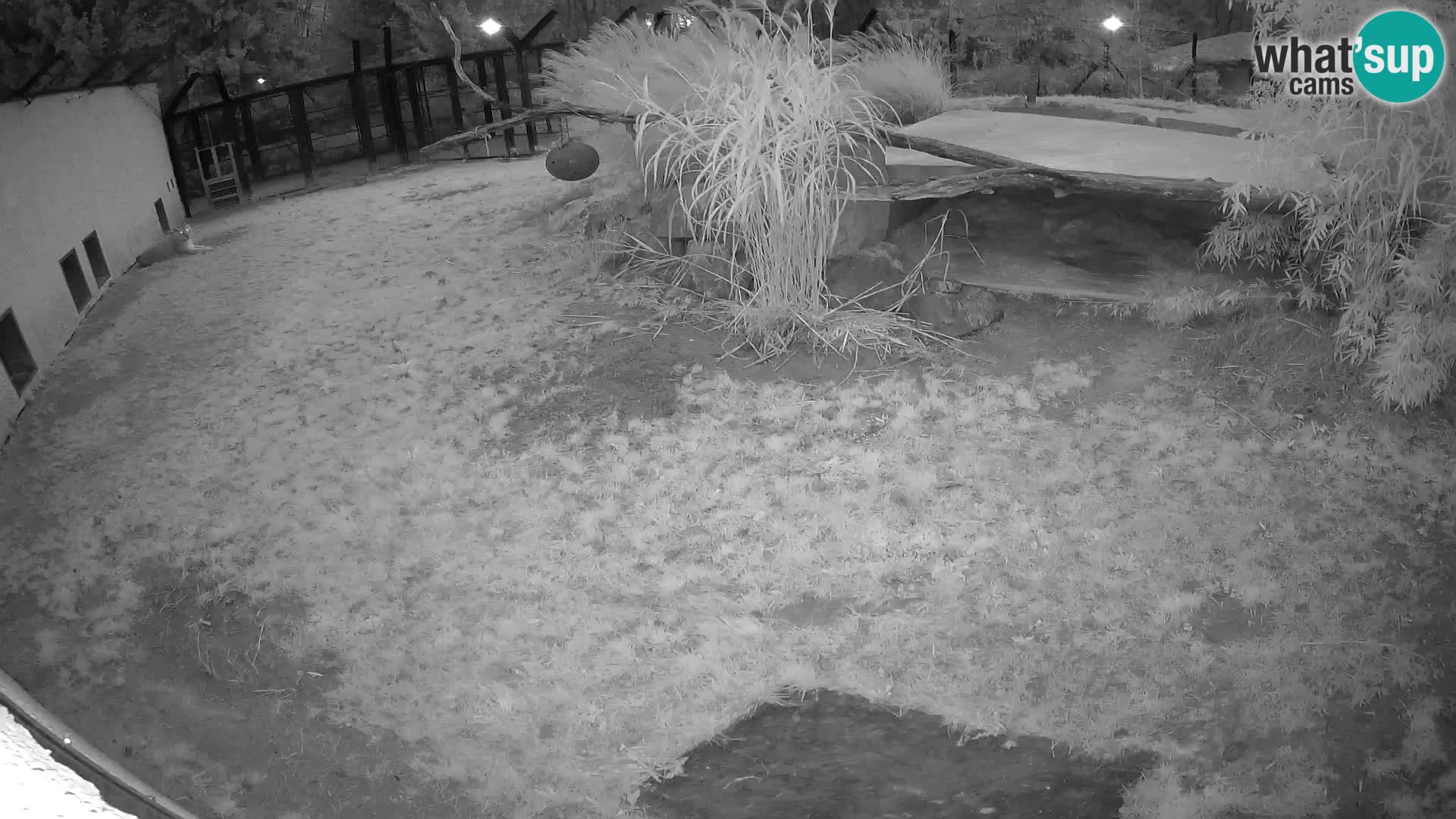 Löwe live Webcam im Zoo von Ljubljana – Slowenien