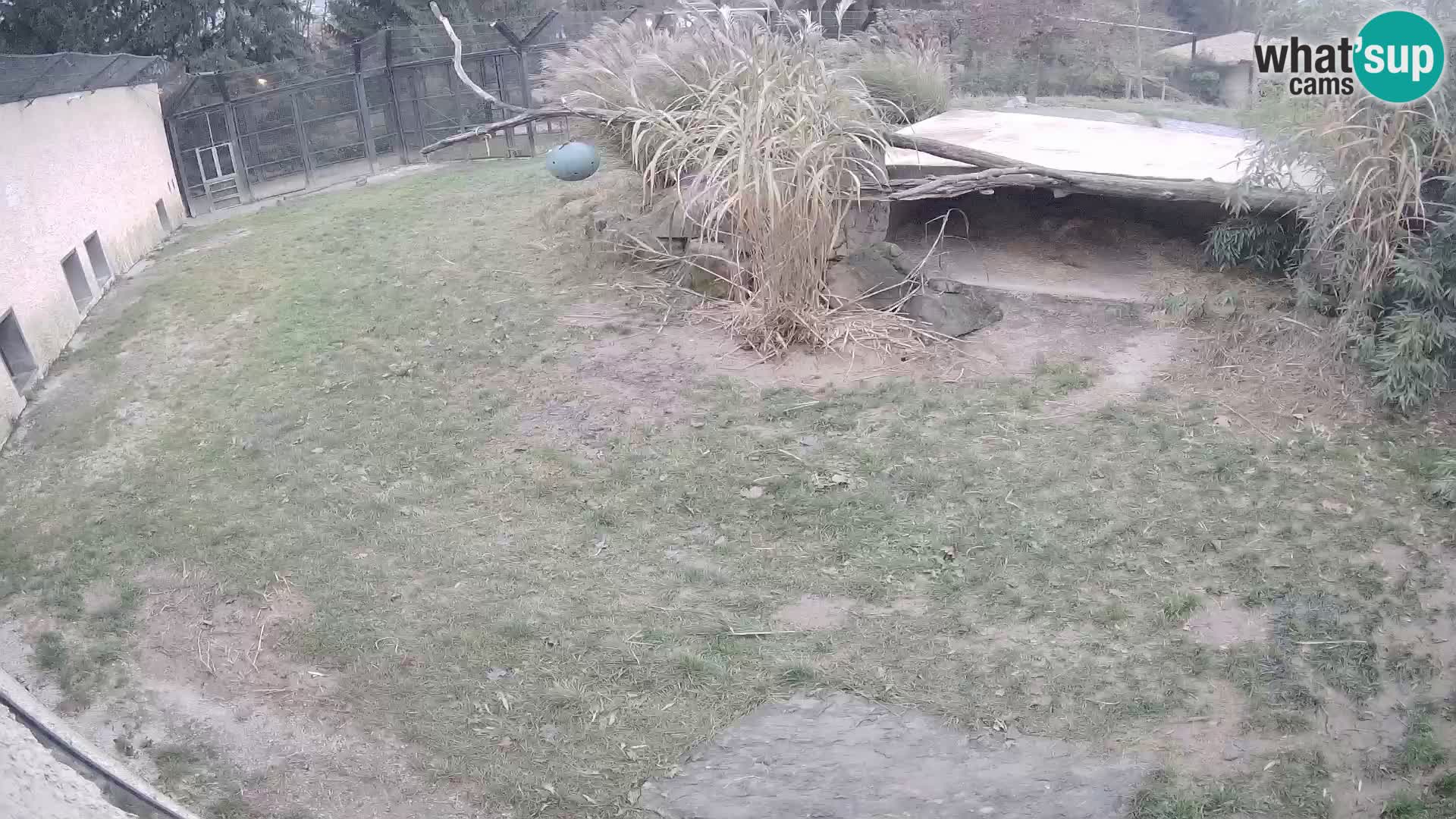 LION live Webcam in Ljubljana Zoo – Slovenia