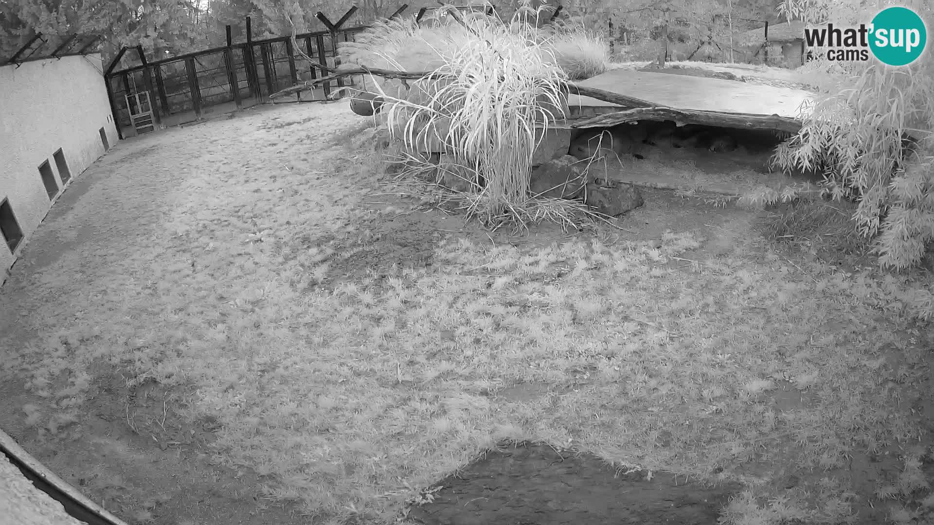 Löwe live Webcam im Zoo von Ljubljana – Slowenien