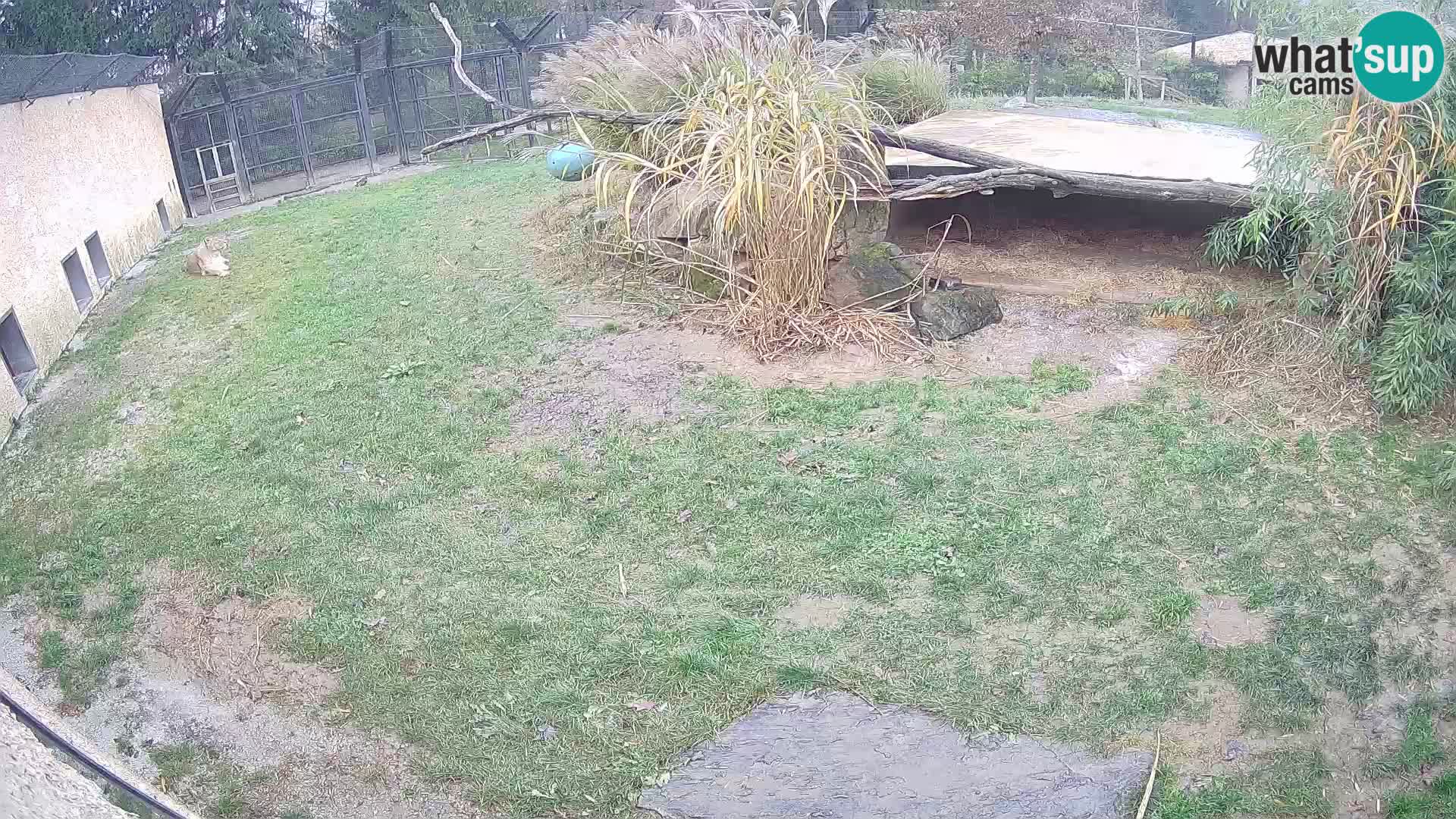 LION webcam en direct du zoo de Ljubljana – Slovénie