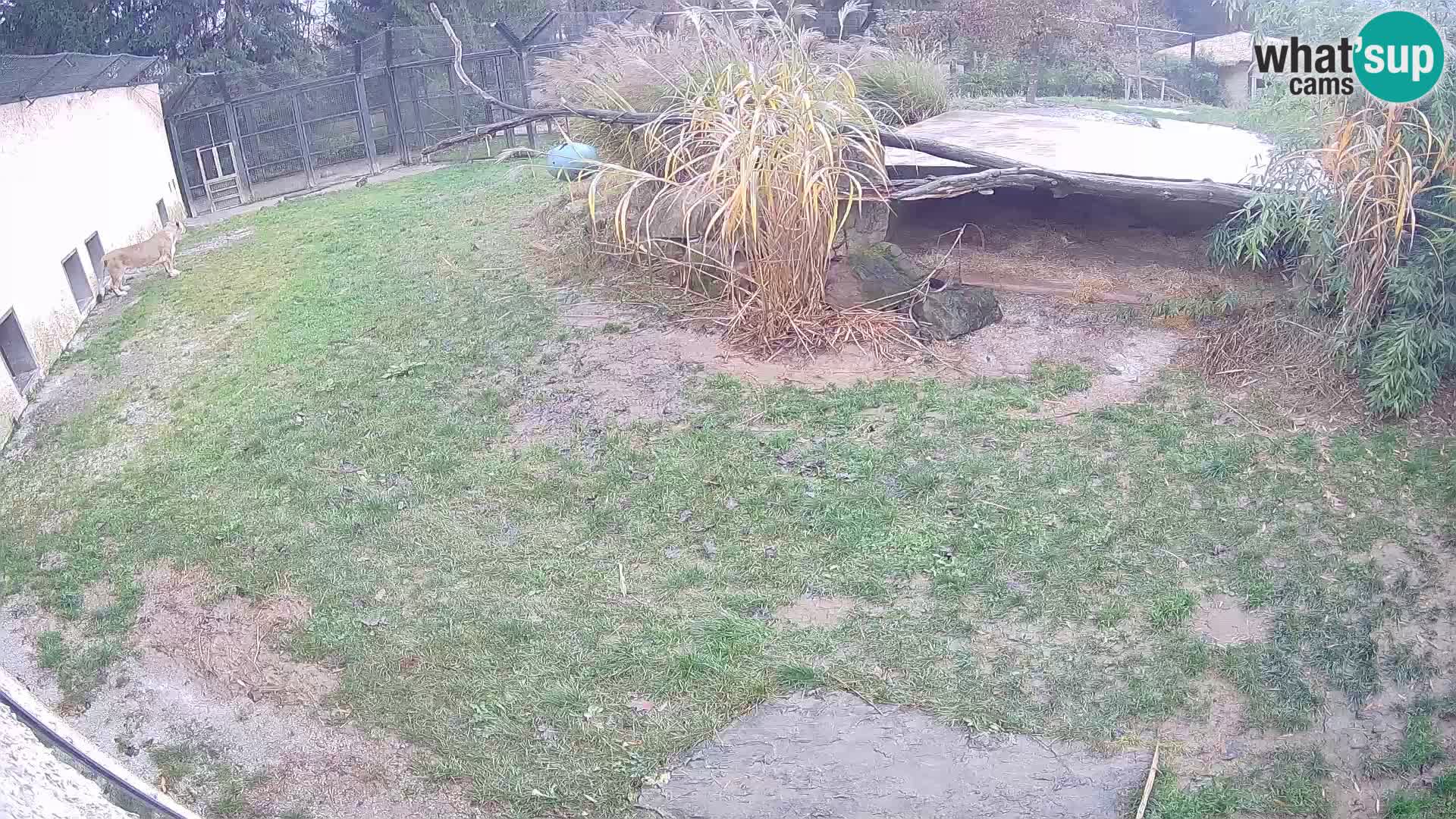 LION webcam en direct du zoo de Ljubljana – Slovénie