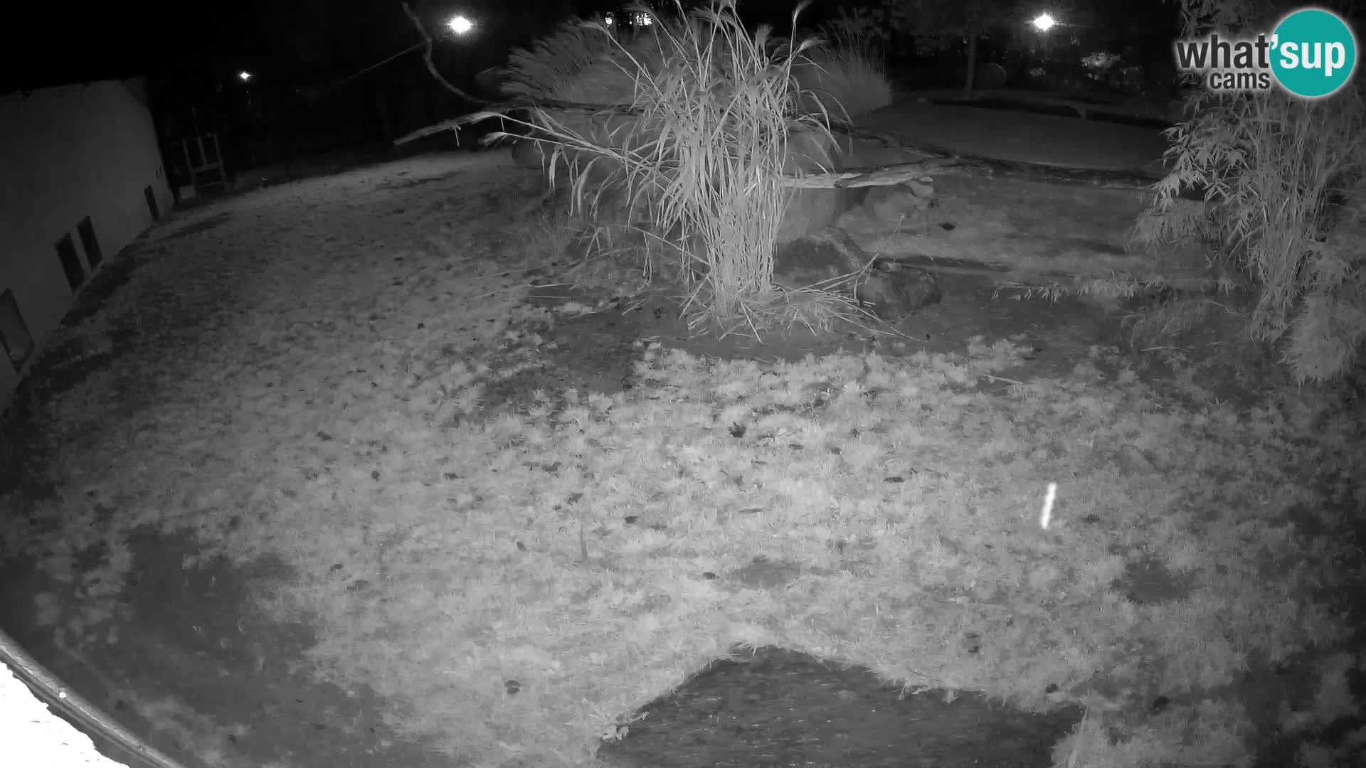 LION live Webcam in Ljubljana Zoo – Slovenia