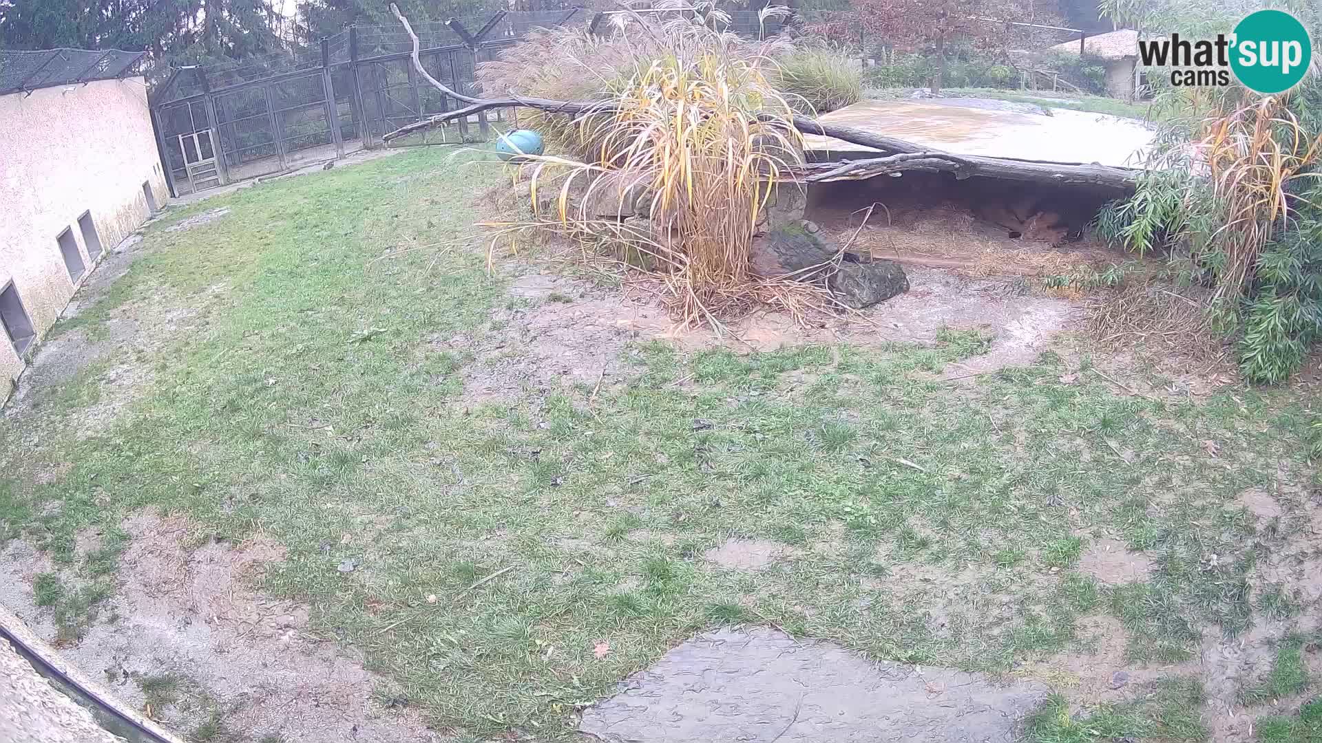 LEONE live Webcam nello zoo di Lubiana – Slovenia