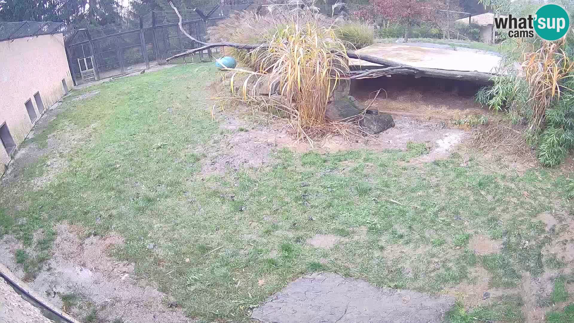 Lavovi web kamera uživo u ljubljanskom zoološkom vrtu – Slovenija