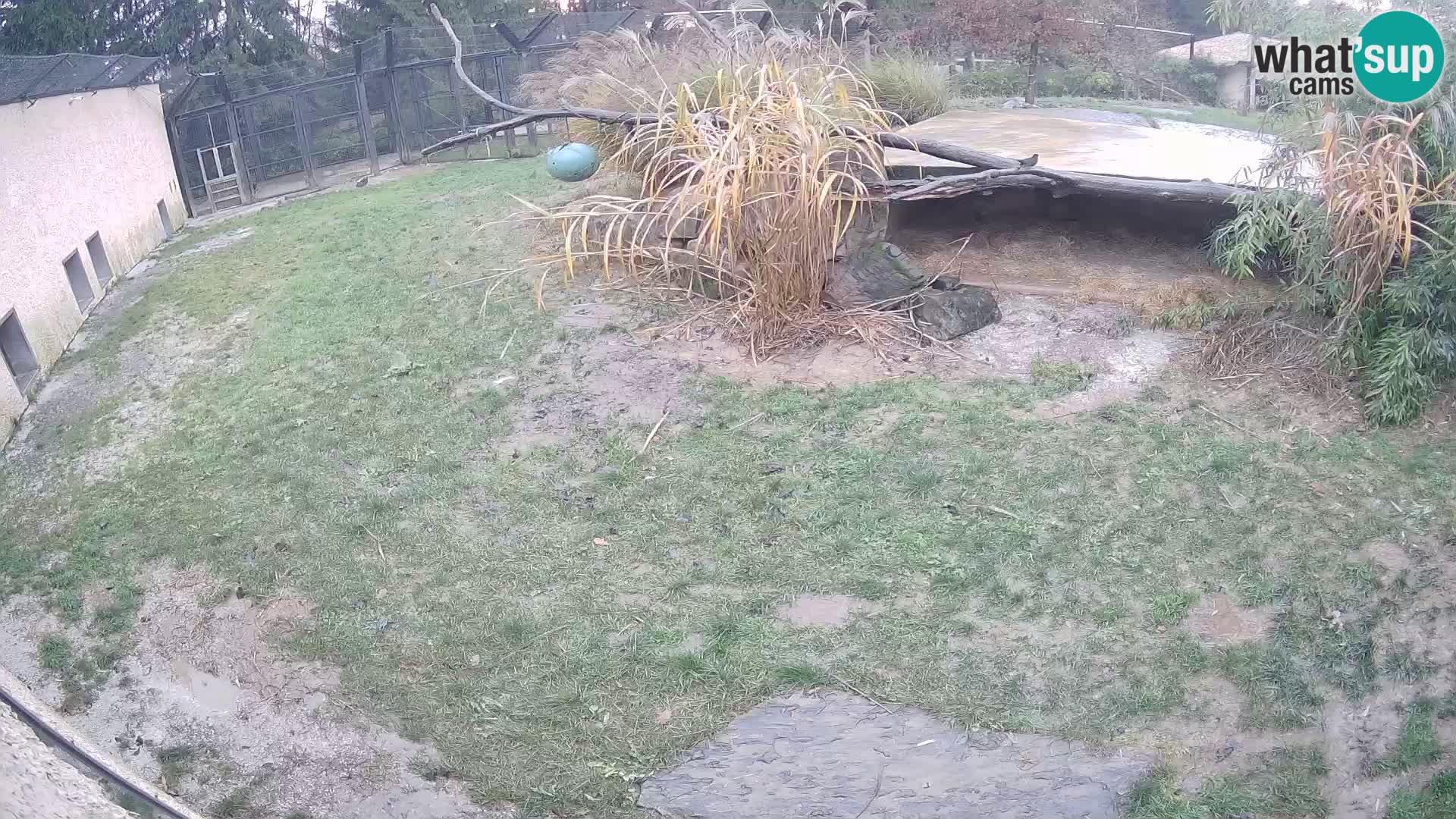 LEONE live Webcam nello zoo di Lubiana – Slovenia