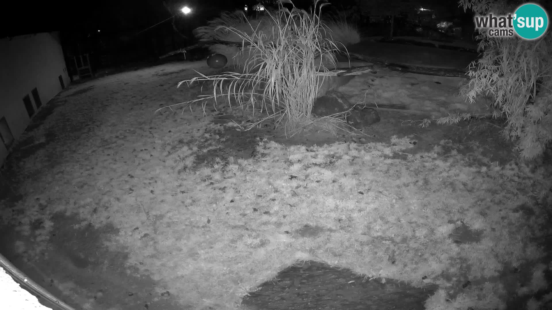 LEONE live Webcam nello zoo di Lubiana – Slovenia