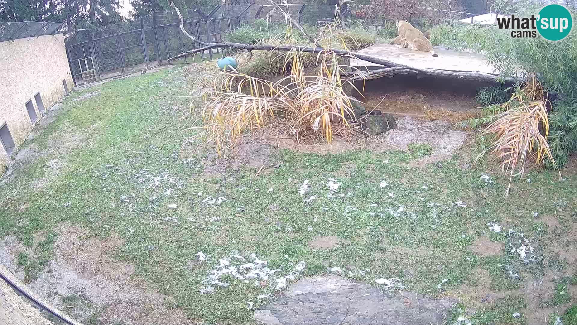 LEON Webcam en vivo en Ljubljana Zoo – Eslovenia