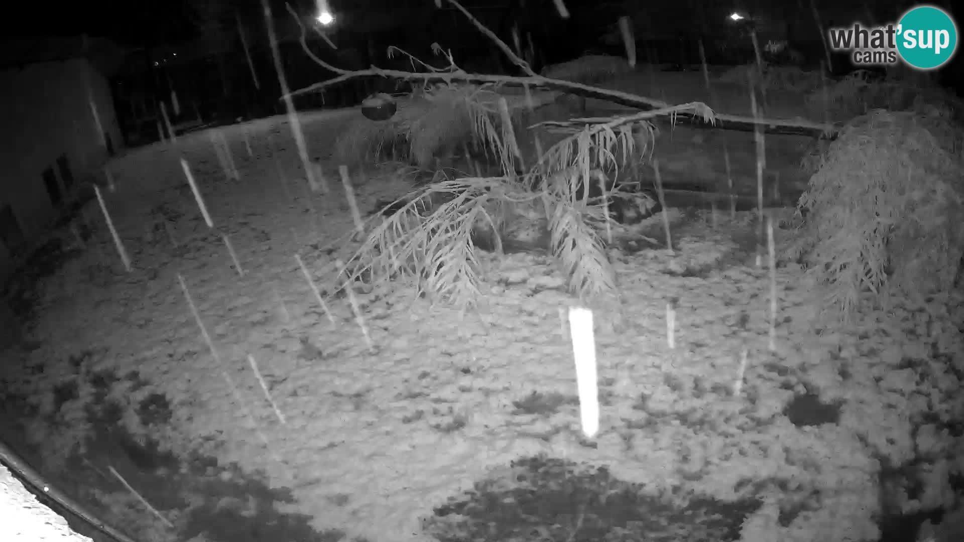 LION live Webcam in Ljubljana Zoo – Slovenia