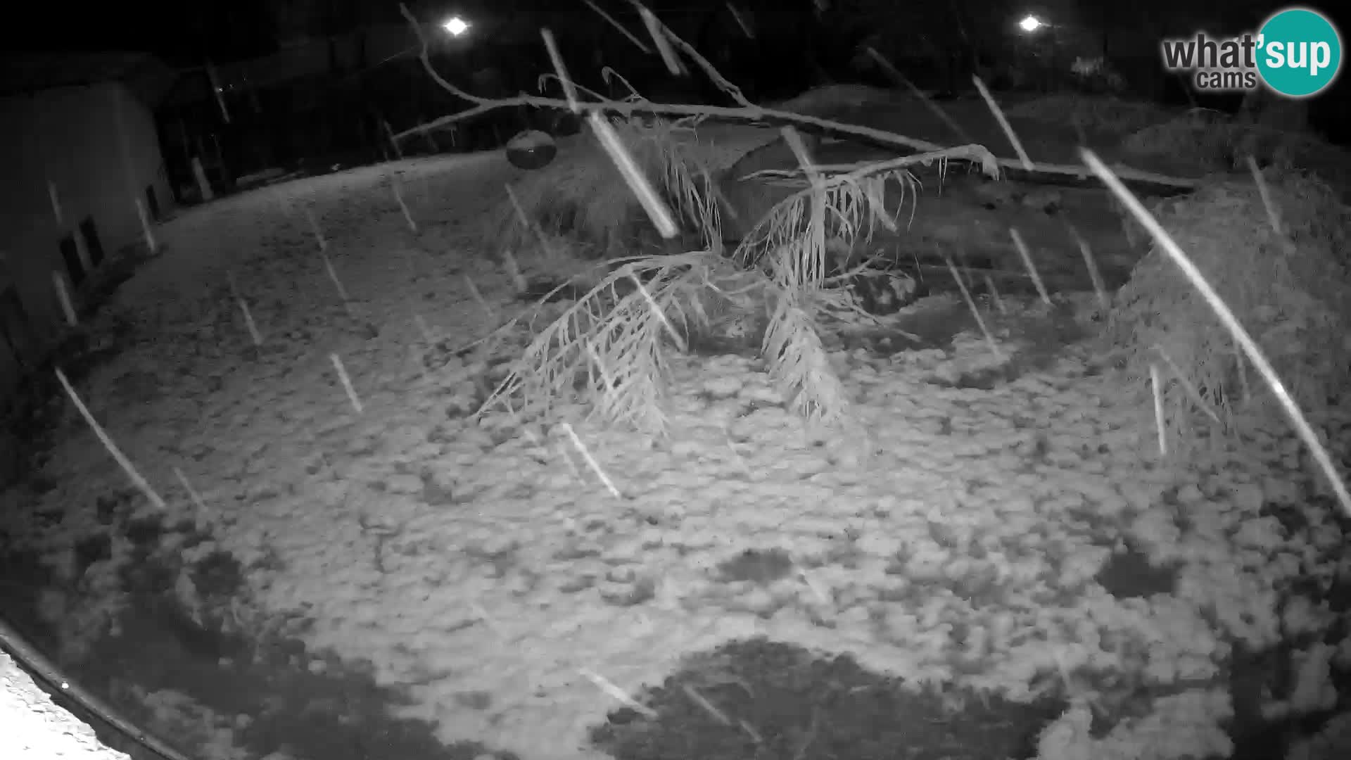 Löwe live Webcam im Zoo von Ljubljana – Slowenien