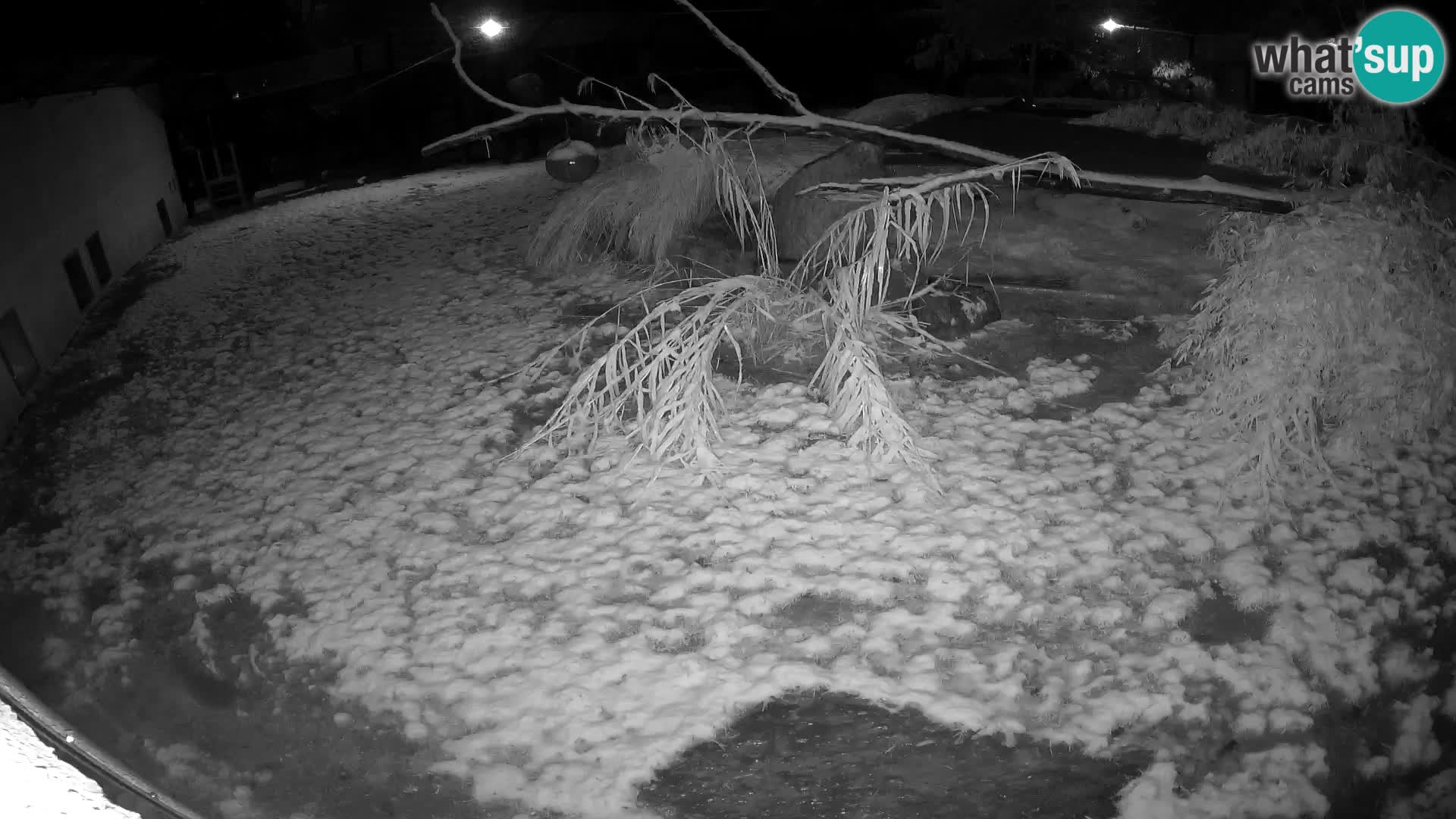 Löwe live Webcam im Zoo von Ljubljana – Slowenien