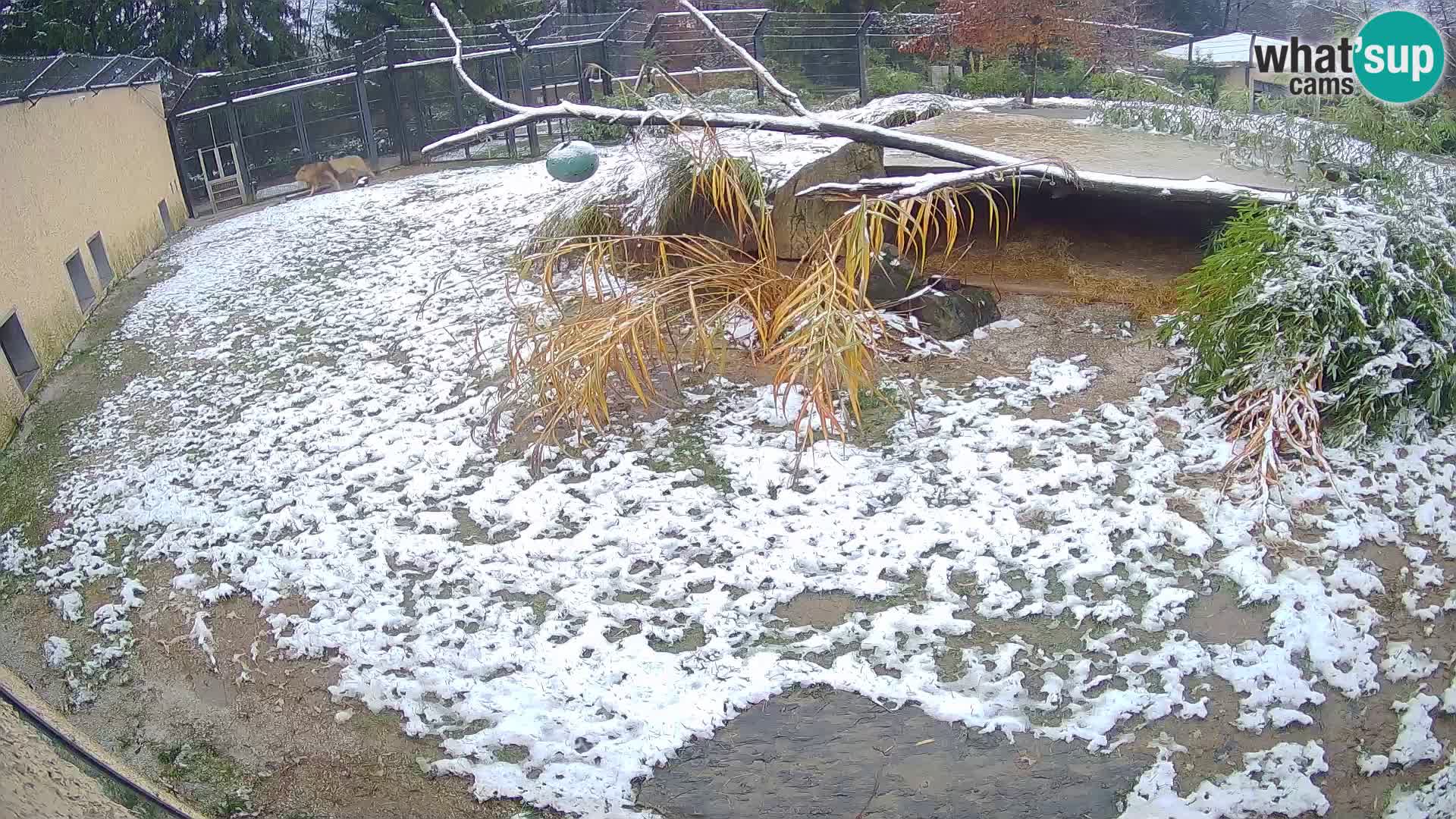 LION live Webcam in Ljubljana Zoo – Slovenia