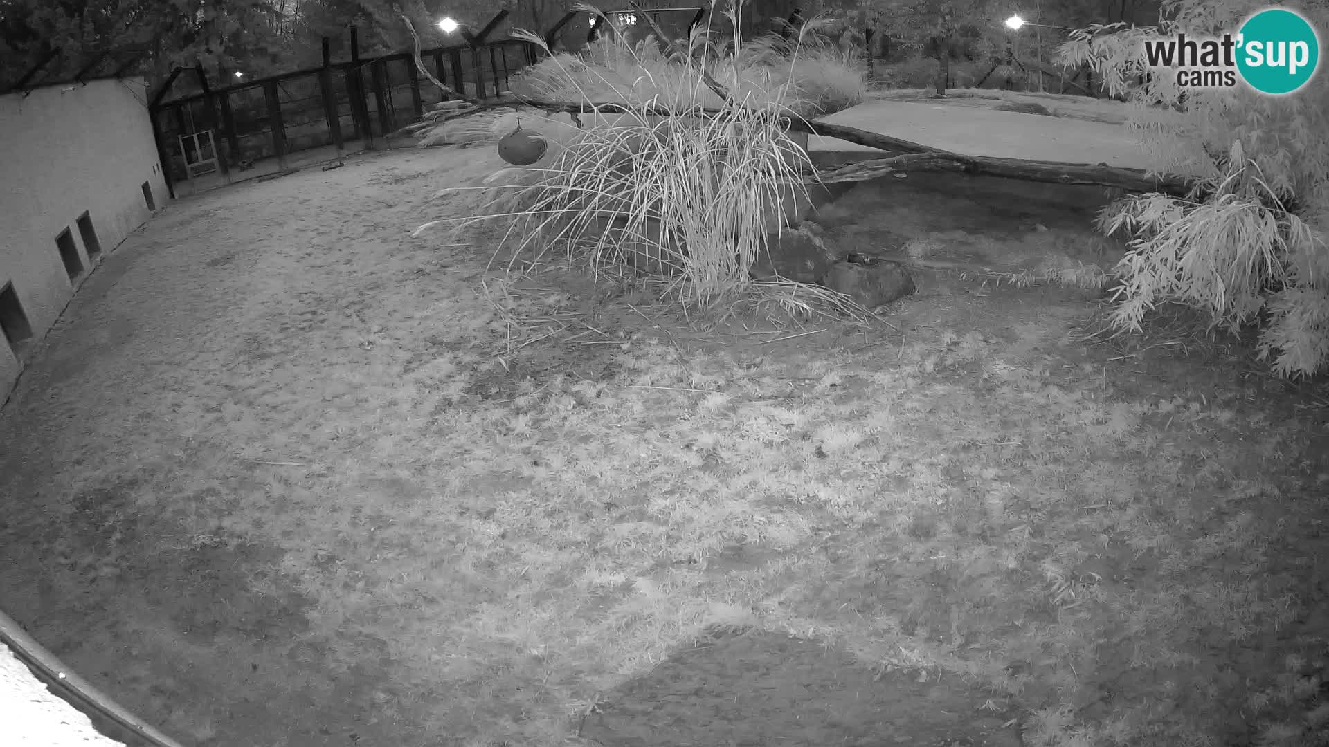 LEON Webcam en vivo en Ljubljana Zoo – Eslovenia