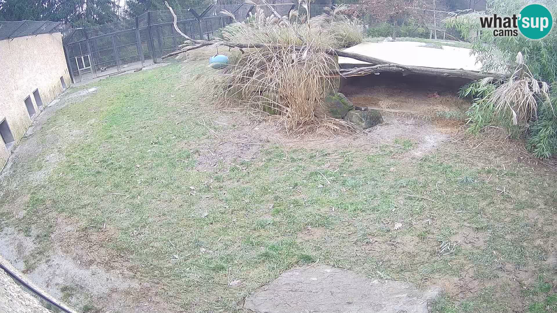 LION live Webcam in Ljubljana Zoo – Slovenia
