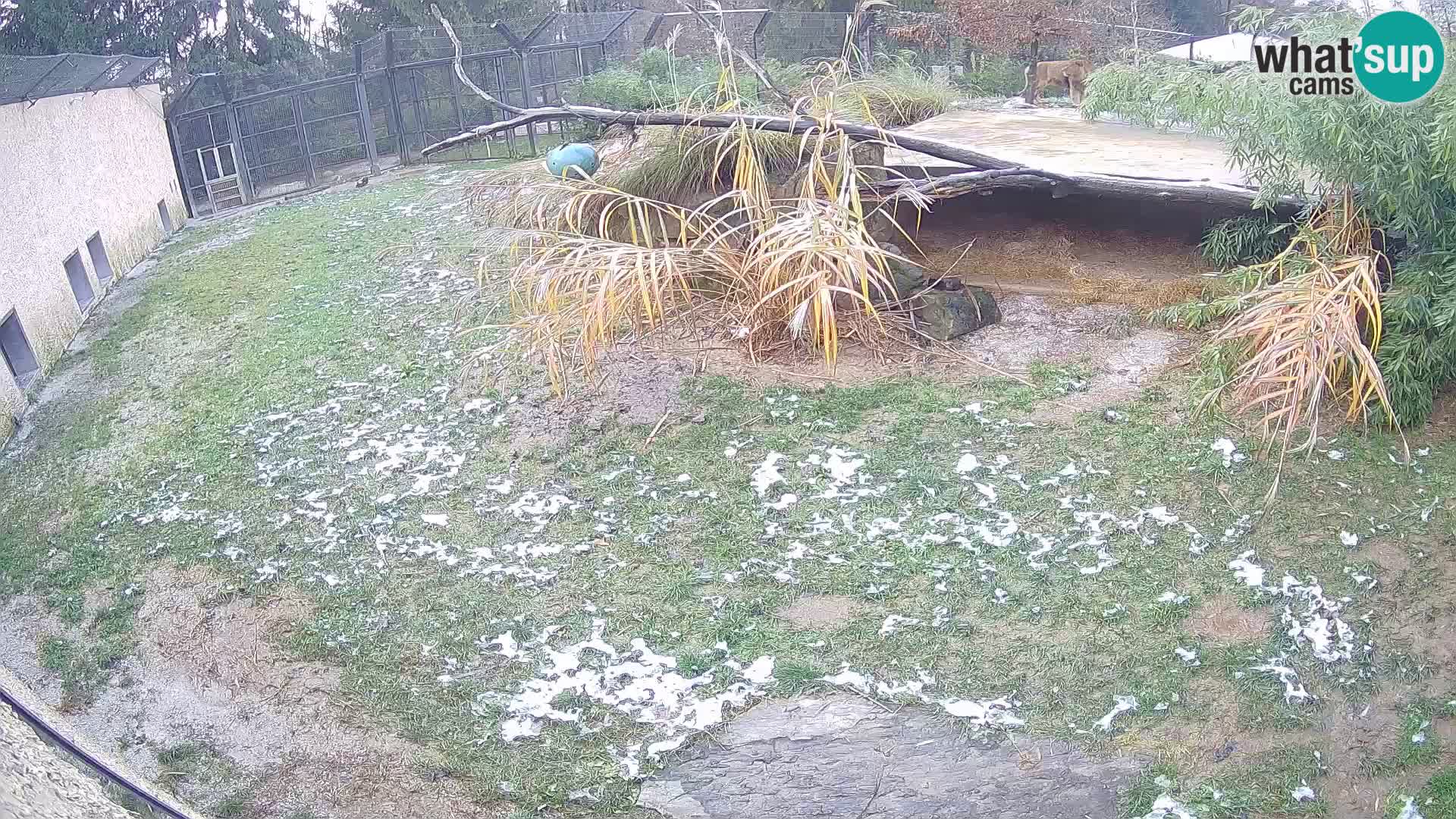 LEONE live Webcam nello zoo di Lubiana – Slovenia