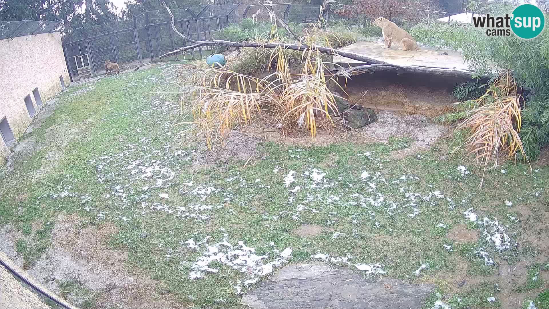 LEONE live Webcam nello zoo di Lubiana – Slovenia