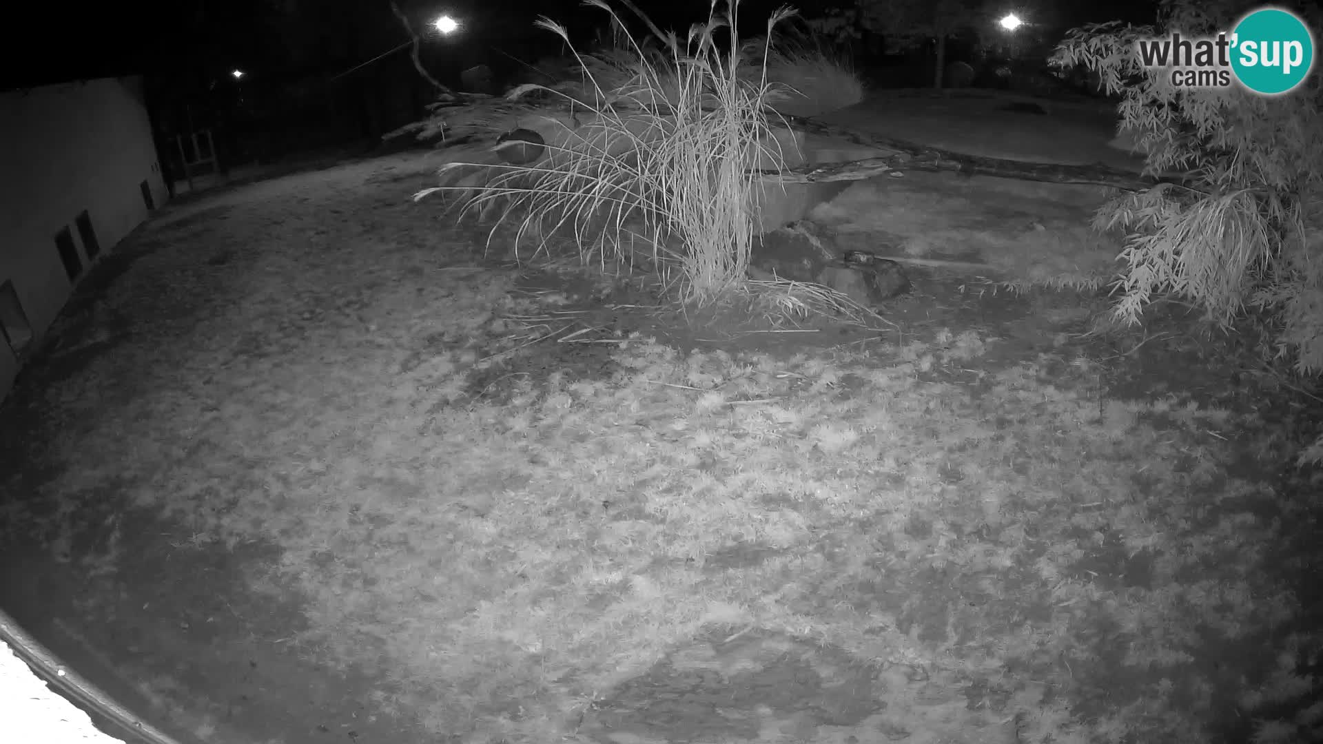 LEONE live Webcam nello zoo di Lubiana – Slovenia