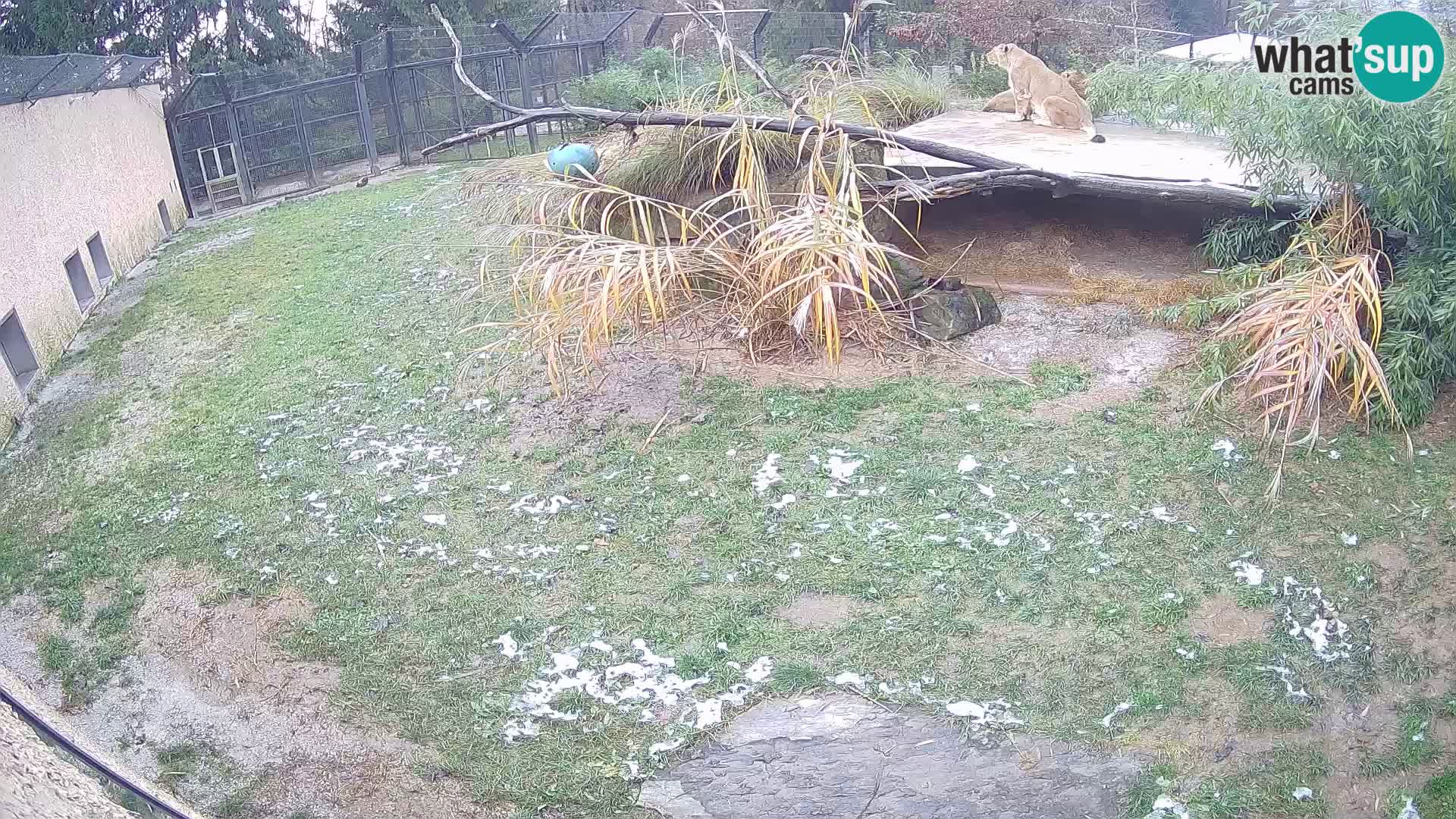Löwe live Webcam im Zoo von Ljubljana – Slowenien