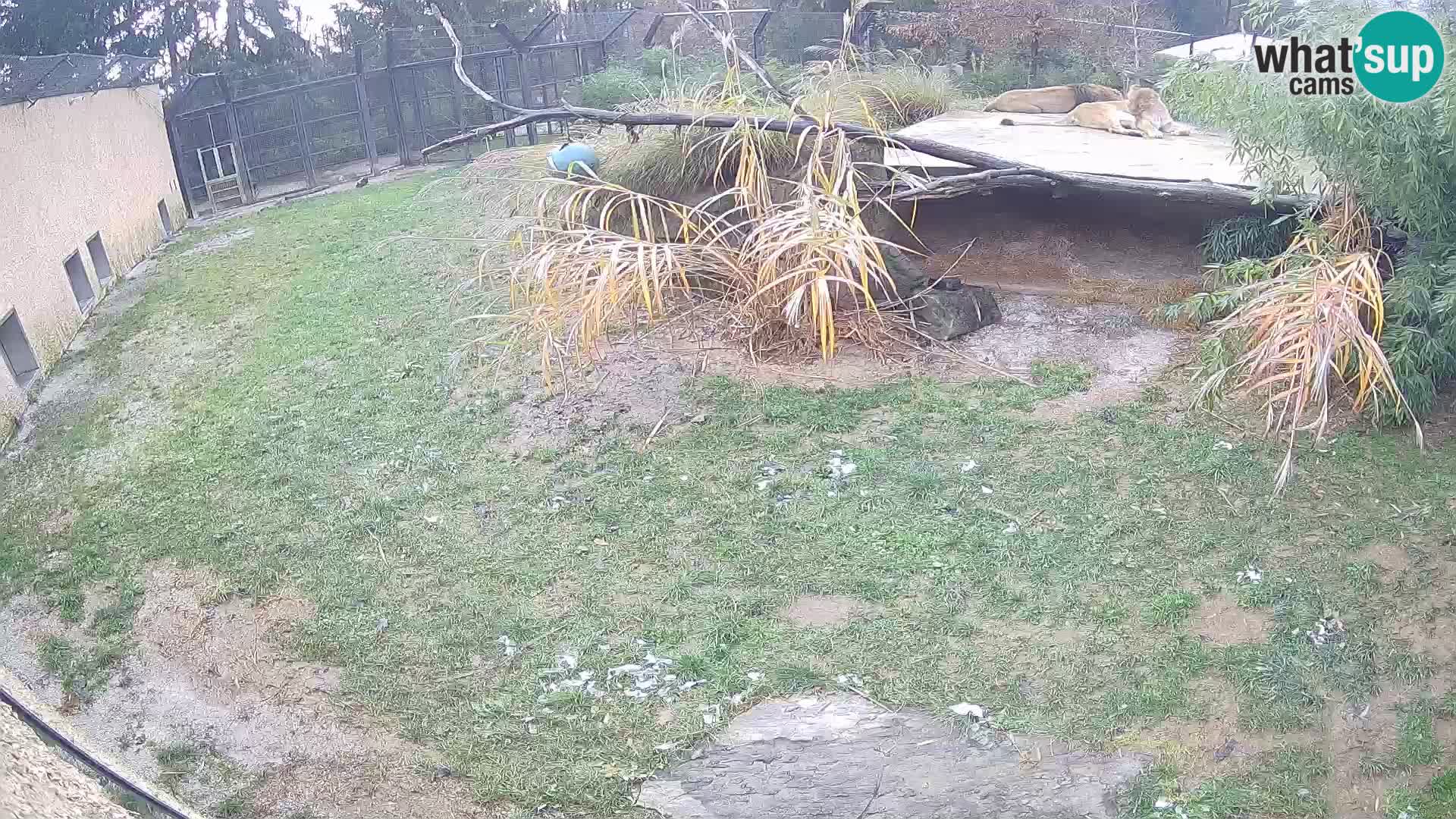 LEONE live Webcam nello zoo di Lubiana – Slovenia