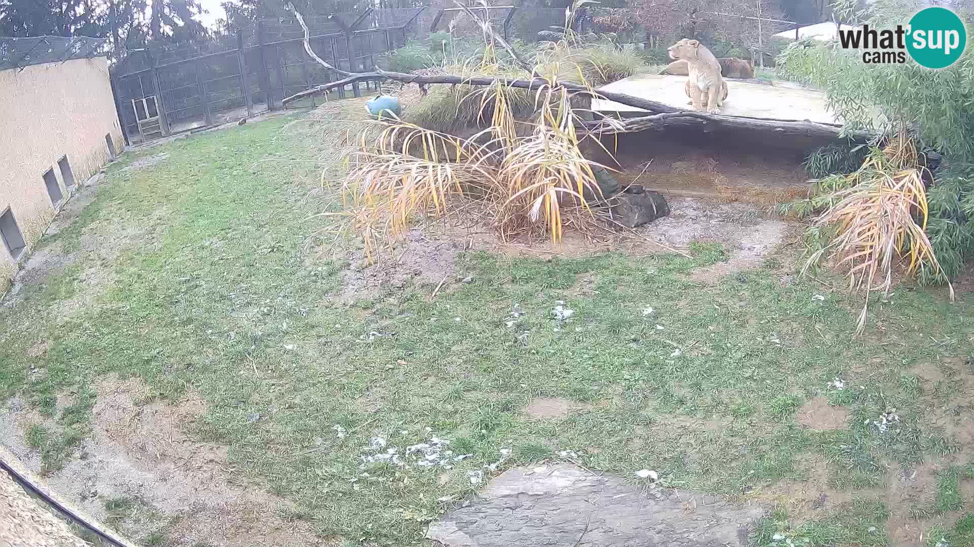 LEONE live Webcam nello zoo di Lubiana – Slovenia