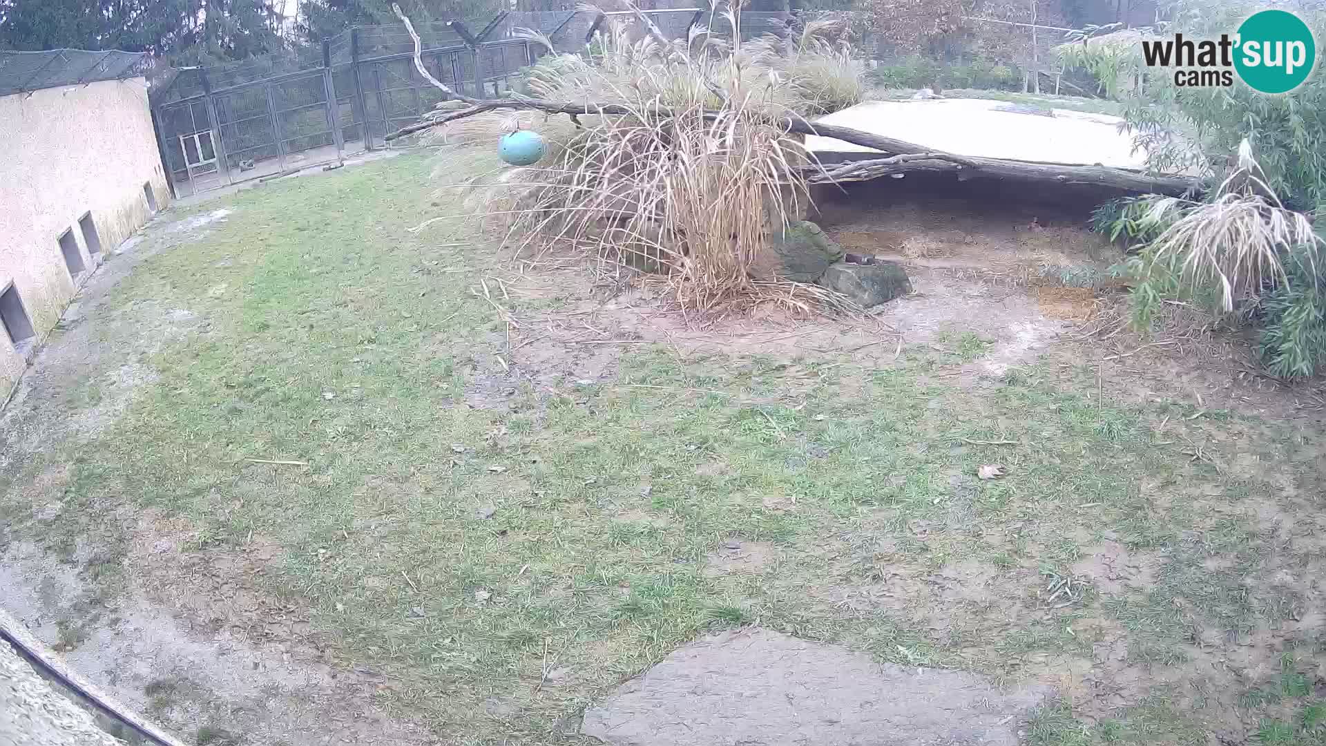 Löwe live Webcam im Zoo von Ljubljana – Slowenien