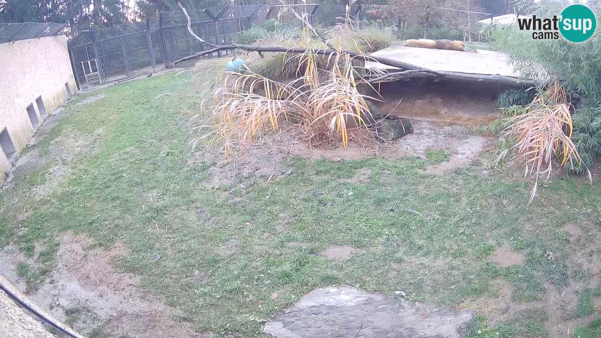 LEONE live Webcam nello zoo di Lubiana – Slovenia