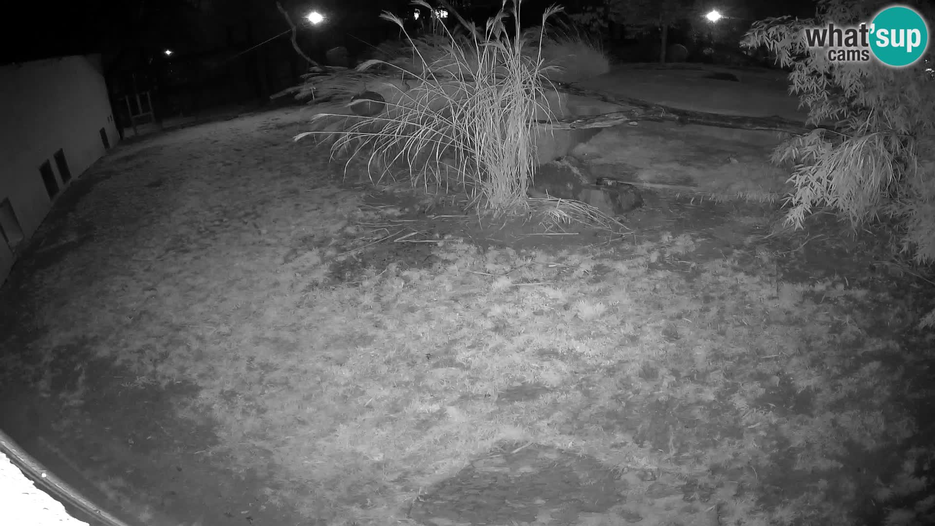 LEONE live Webcam nello zoo di Lubiana – Slovenia