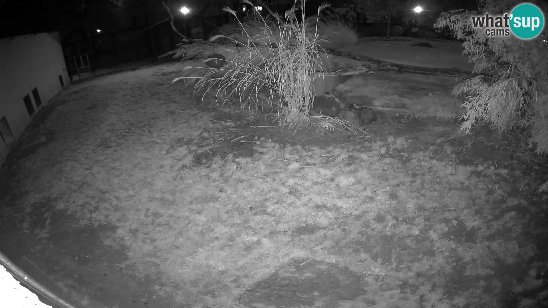 LEONE live Webcam nello zoo di Lubiana – Slovenia