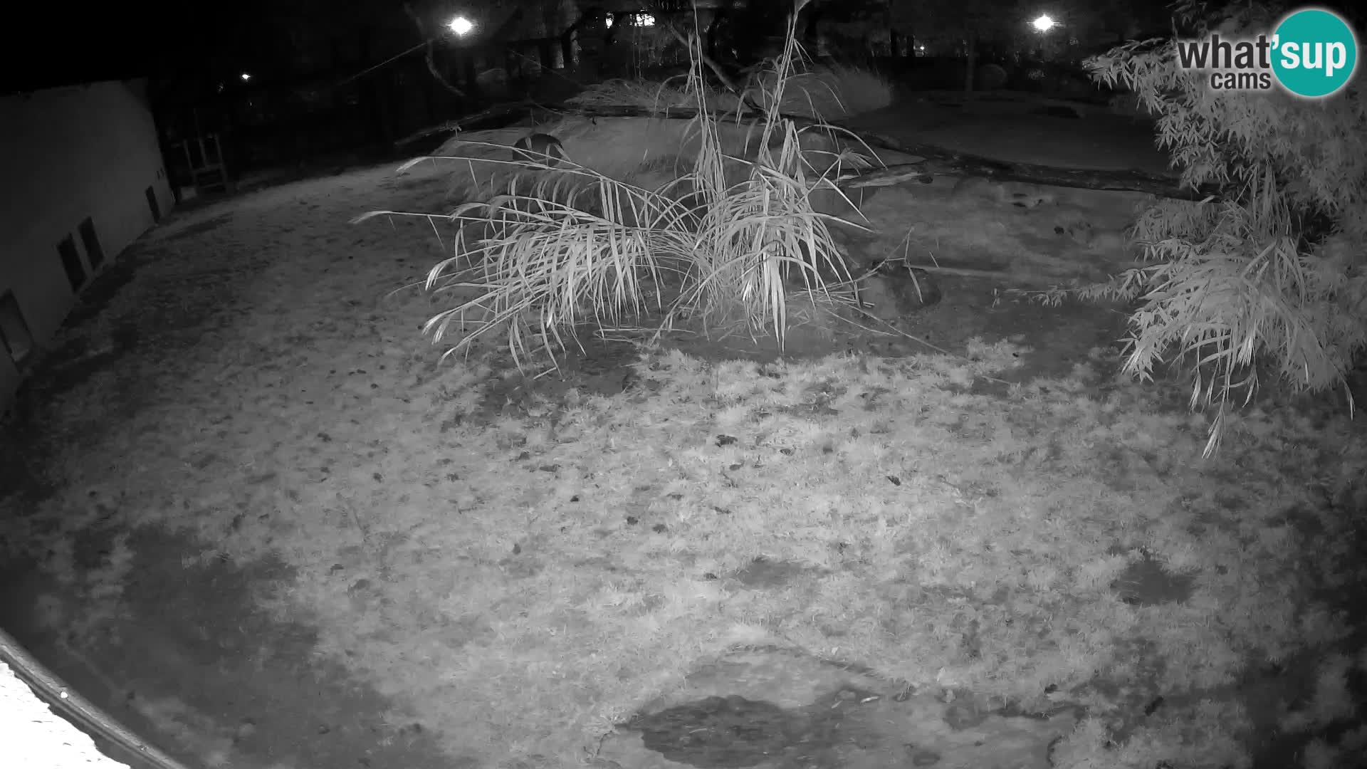 LEON Webcam en vivo en Ljubljana Zoo – Eslovenia