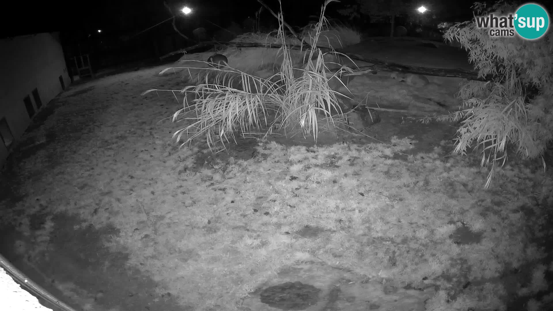 LION live Webcam in Ljubljana Zoo – Slovenia