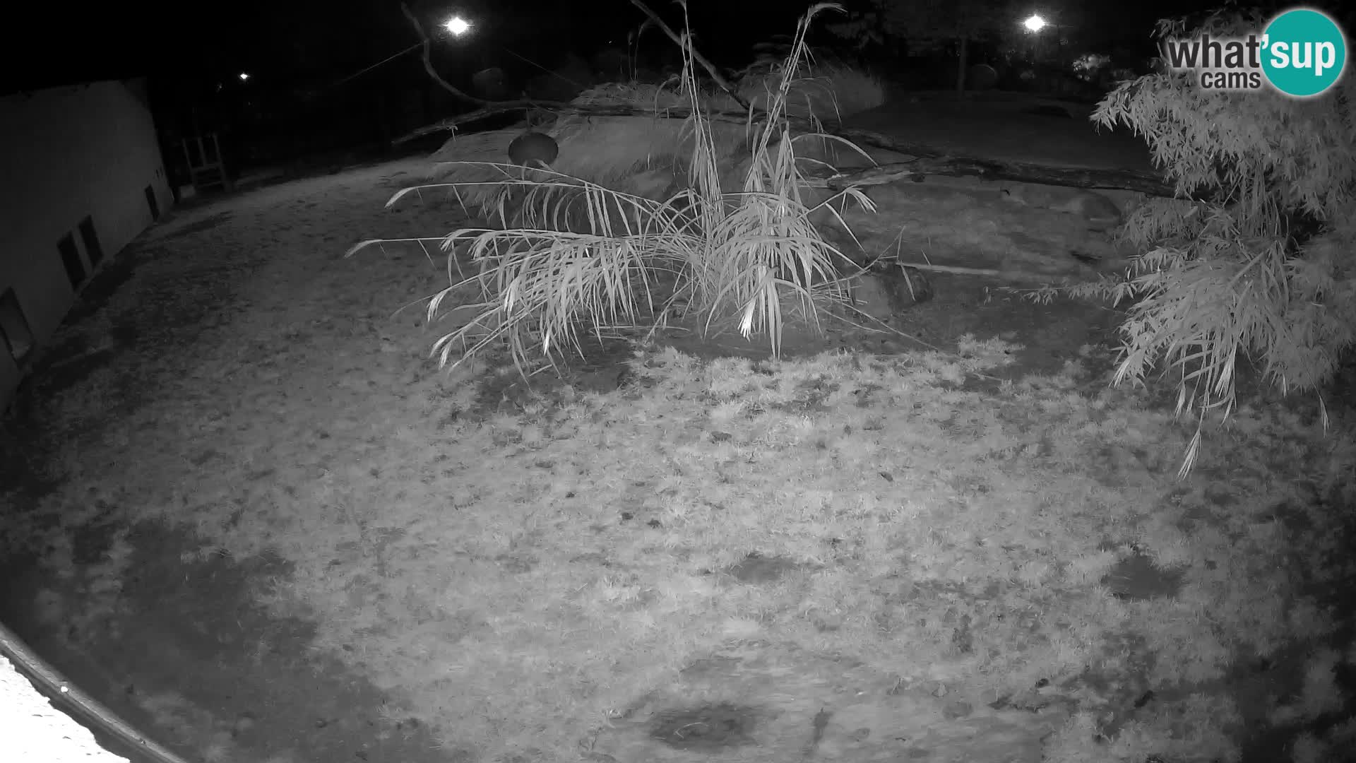 LION webcam en direct du zoo de Ljubljana – Slovénie