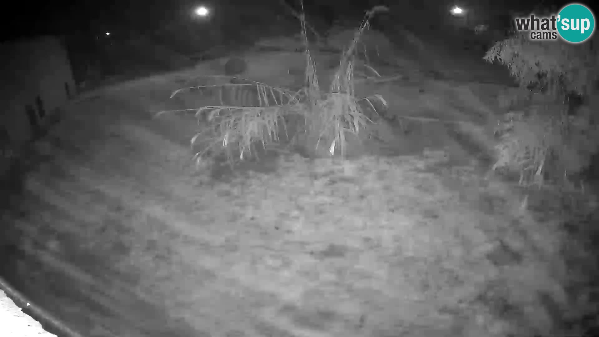 LION webcam en direct du zoo de Ljubljana – Slovénie