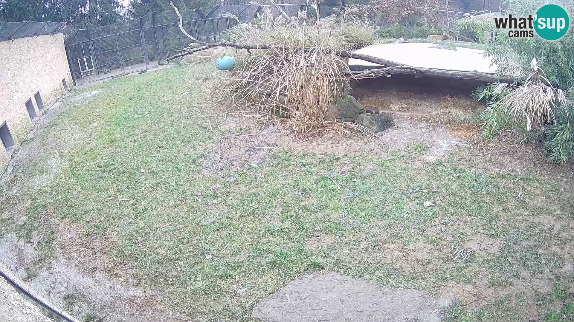 LION live Webcam in Ljubljana Zoo – Slovenia