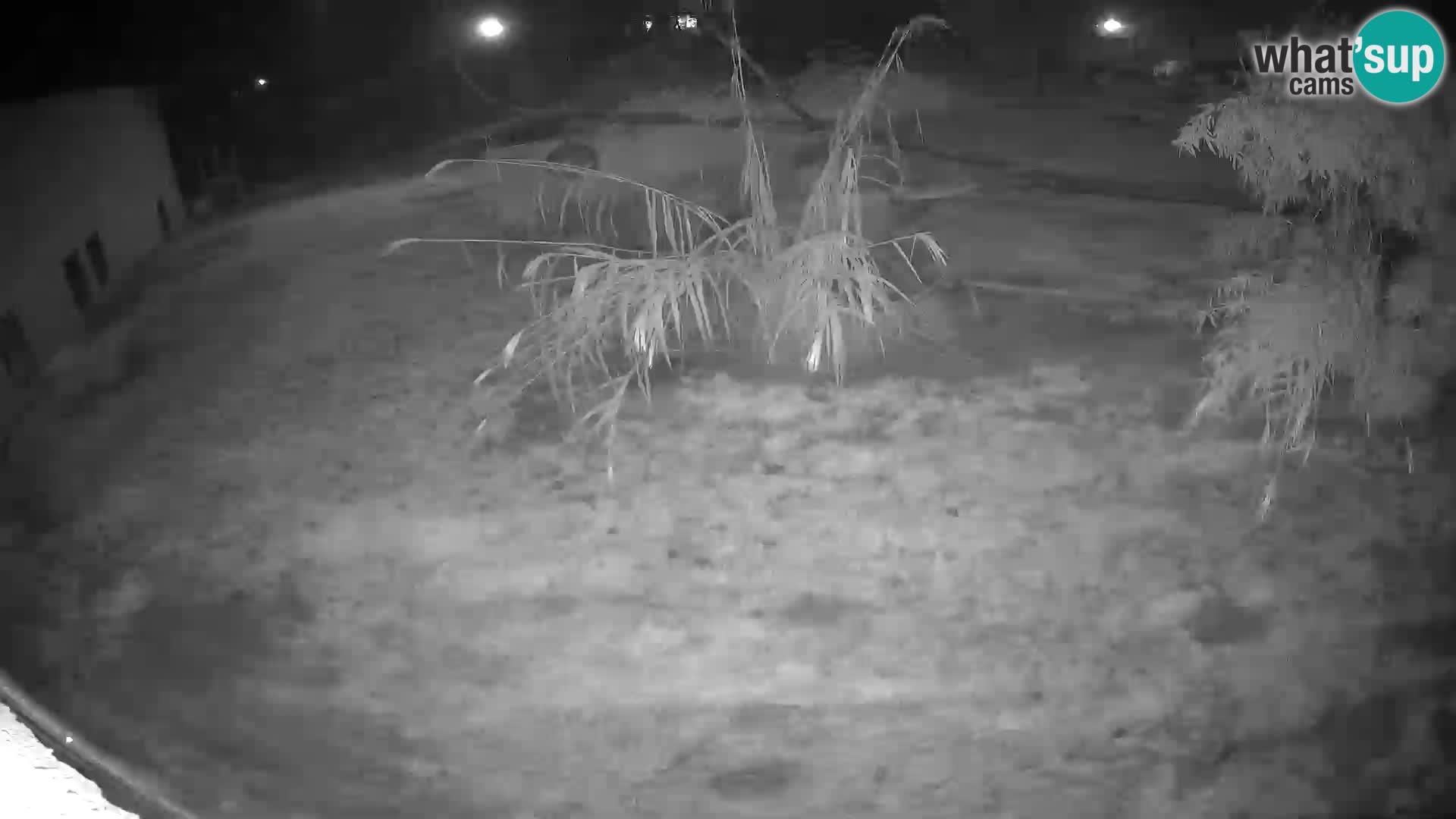 LION webcam en direct du zoo de Ljubljana – Slovénie