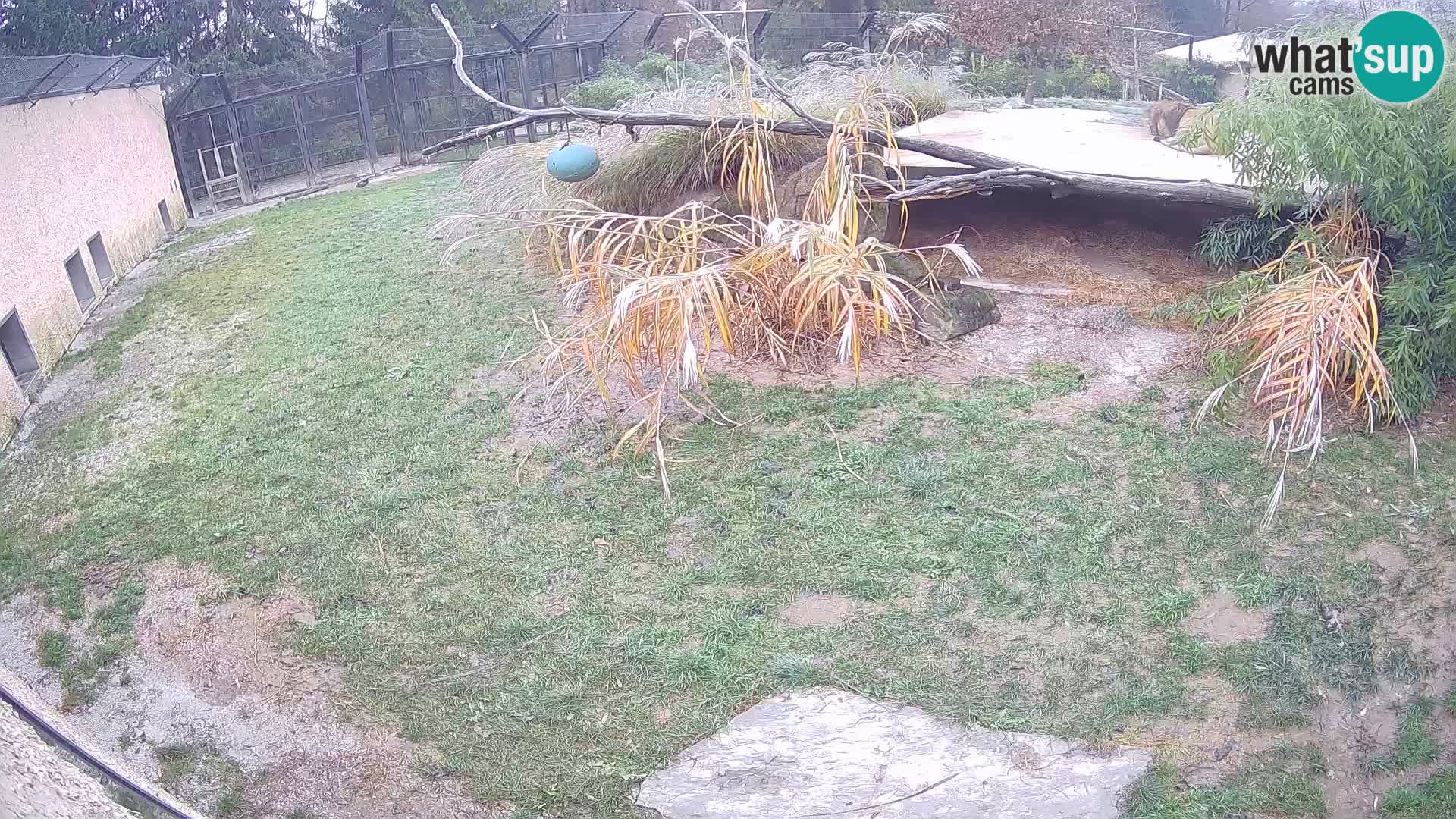 Löwe live Webcam im Zoo von Ljubljana – Slowenien