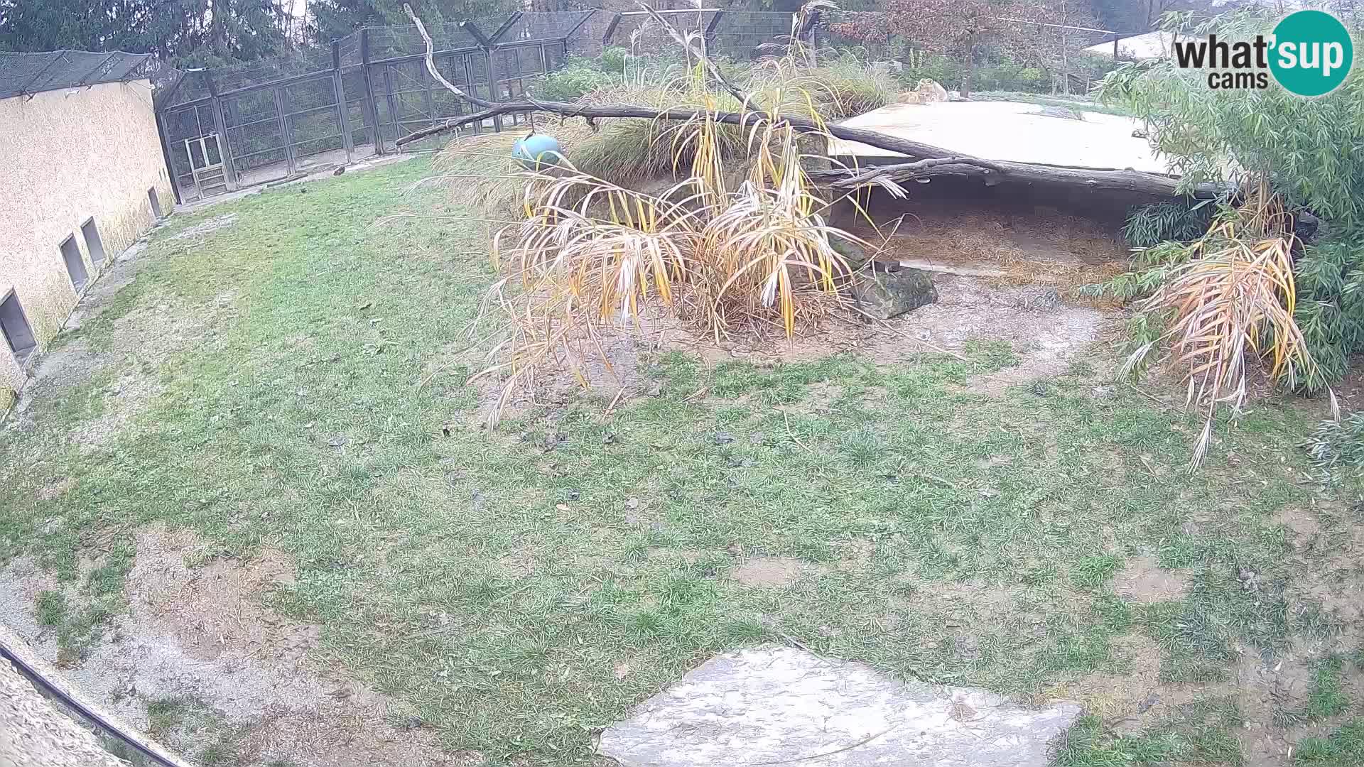 LION webcam en direct du zoo de Ljubljana – Slovénie