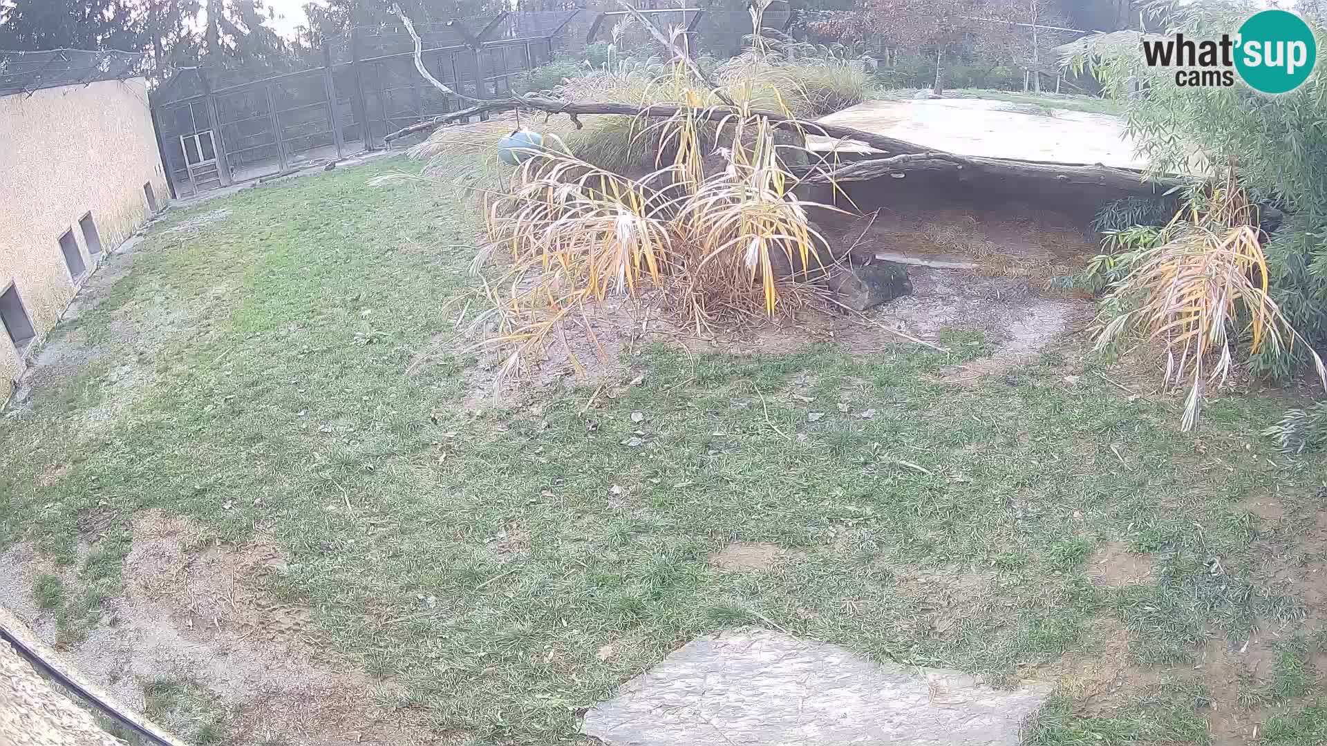 LEON Webcam en vivo en Ljubljana Zoo – Eslovenia